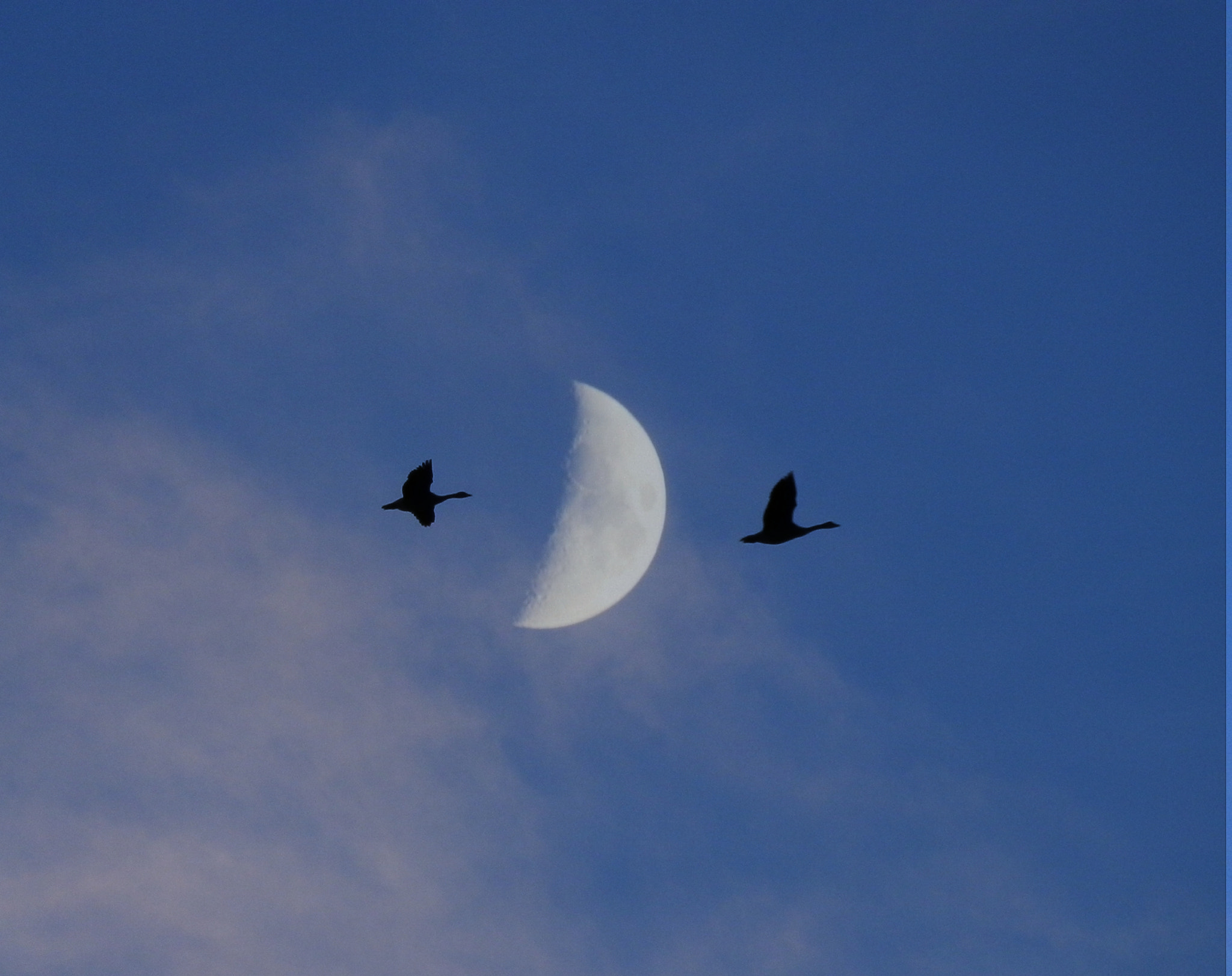 Olympus SP-610UZ sample photo. Birds soaring by the crescent moon photography