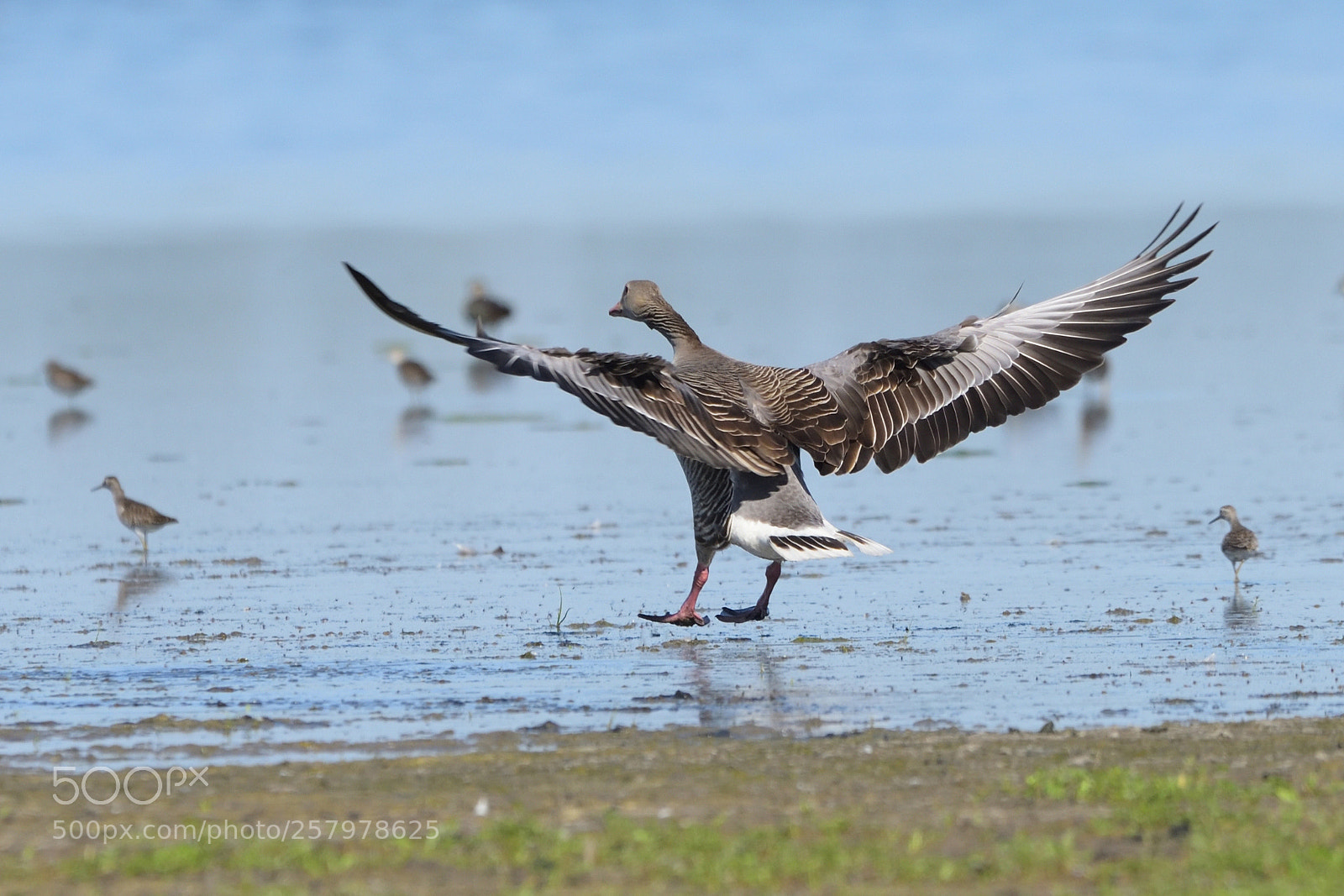 Nikon D750 sample photo. Greylag goose (anser anser) photography
