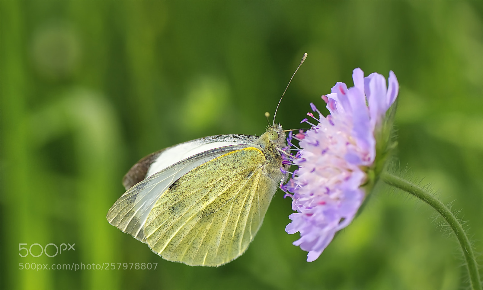 Nikon D7000 sample photo. Butterfly photography