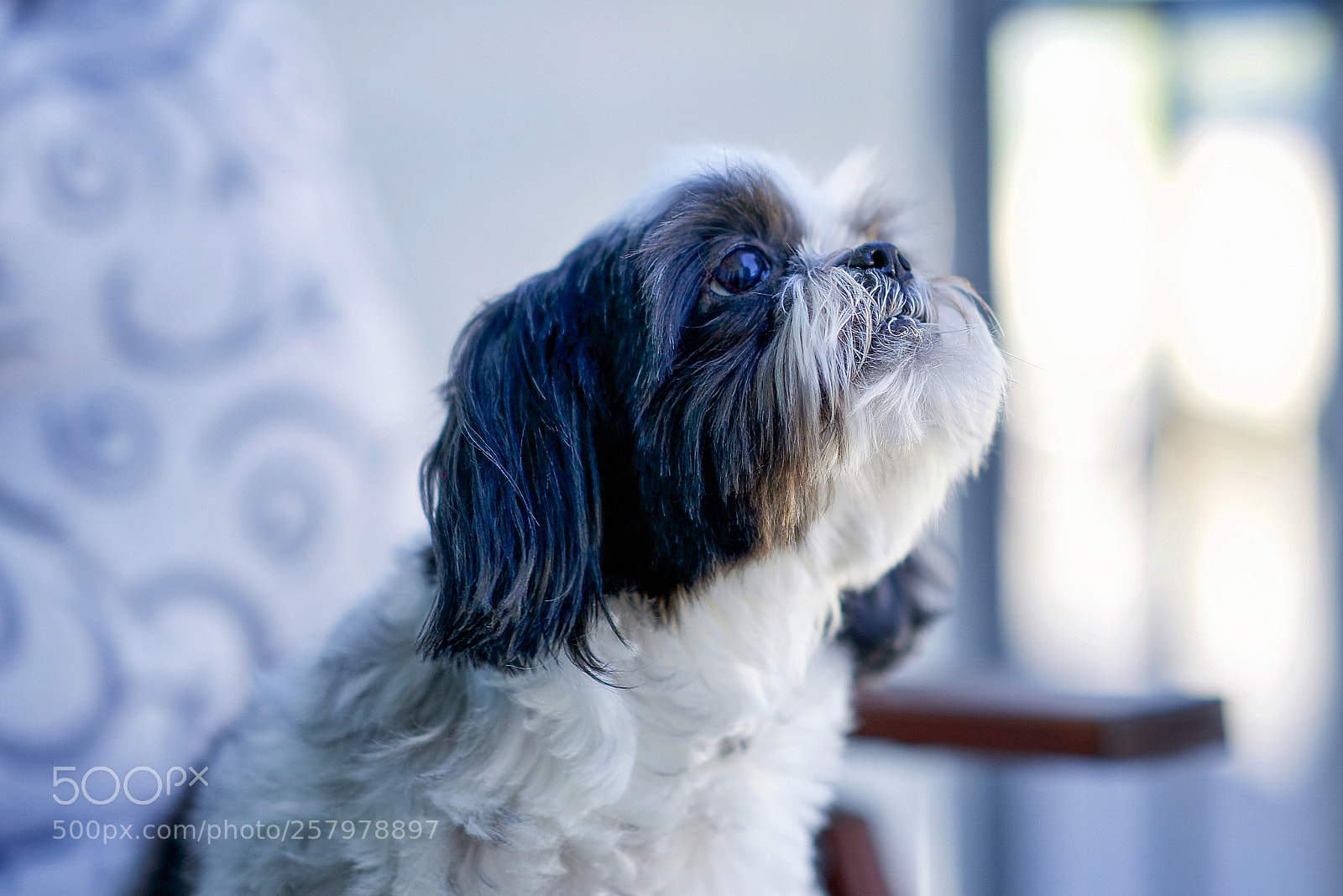 Sony a9 sample photo. My buddy milou photography