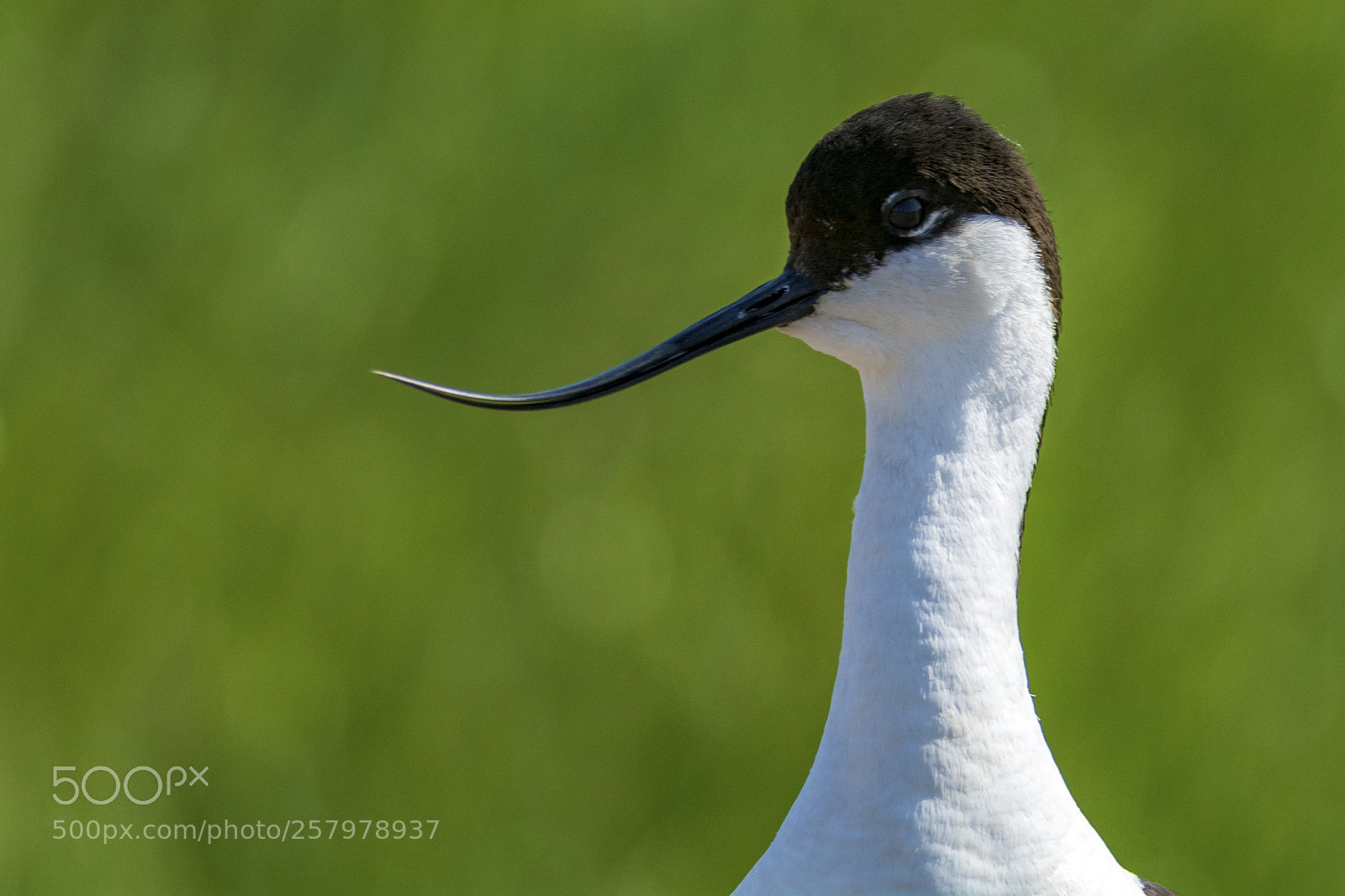 Nikon D7100 sample photo. Pied avocet (recurvirostra avosetta) photography
