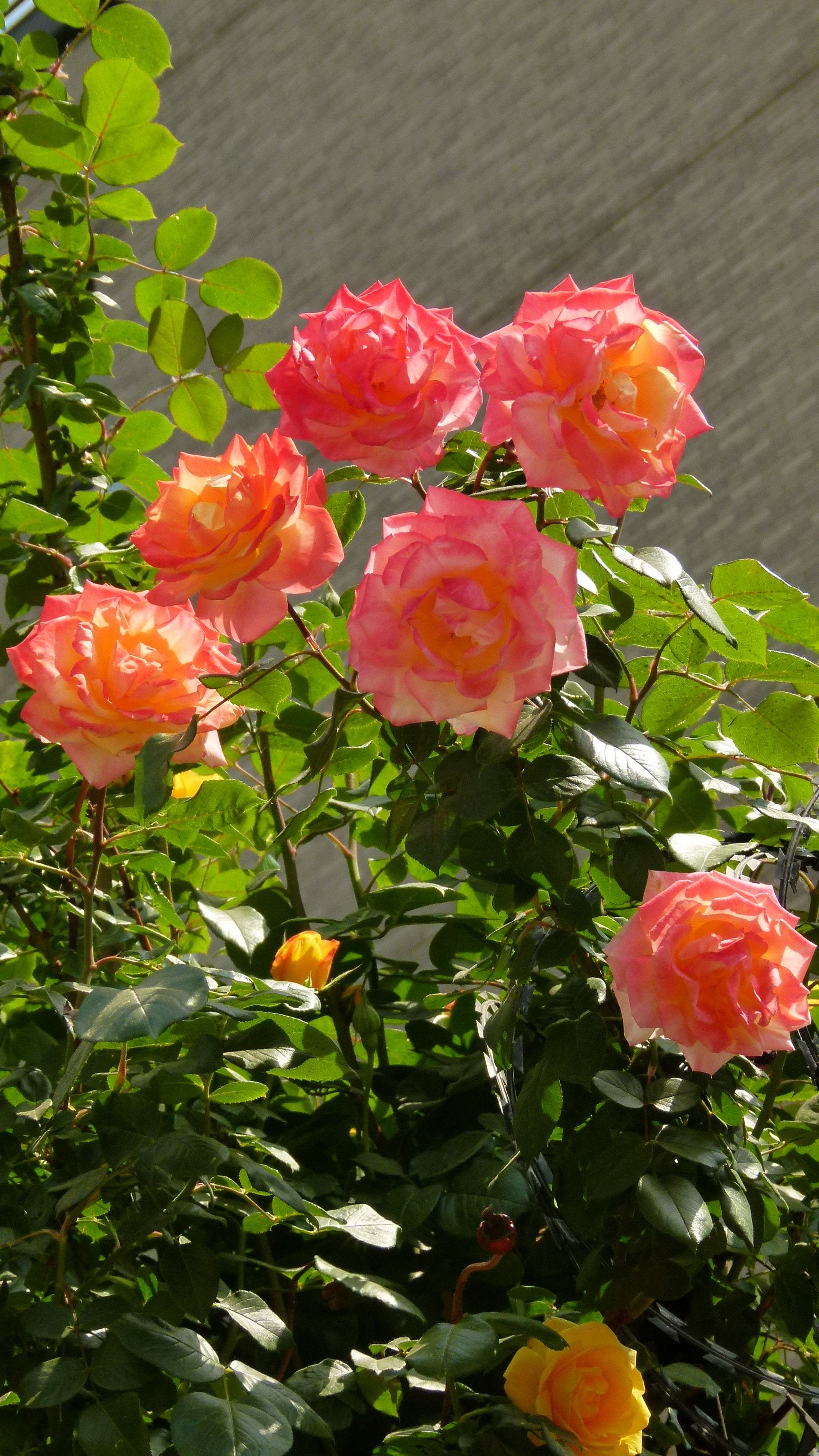 Leica V-Lux 2 sample photo