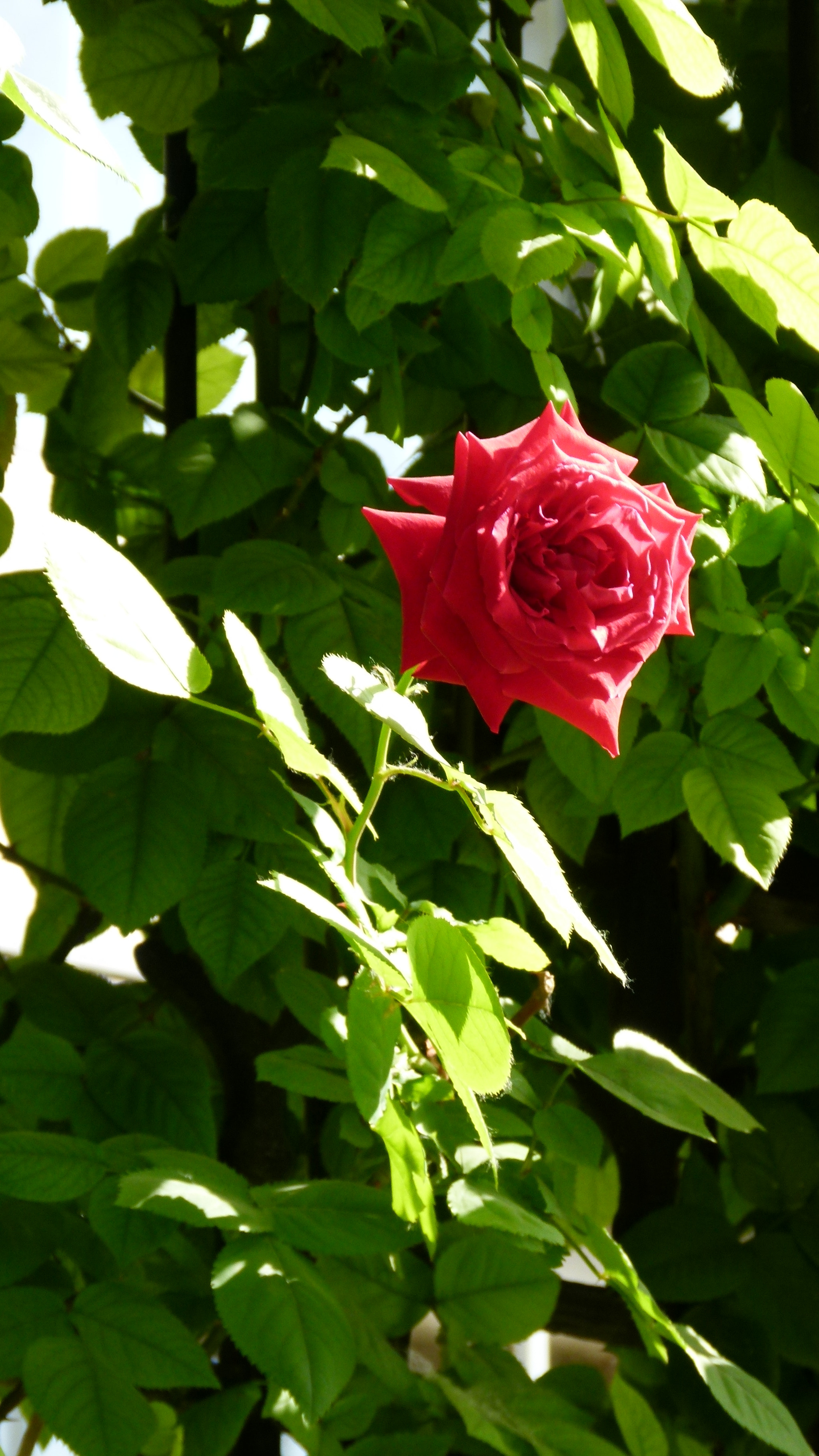 Leica V-Lux 2 sample photo