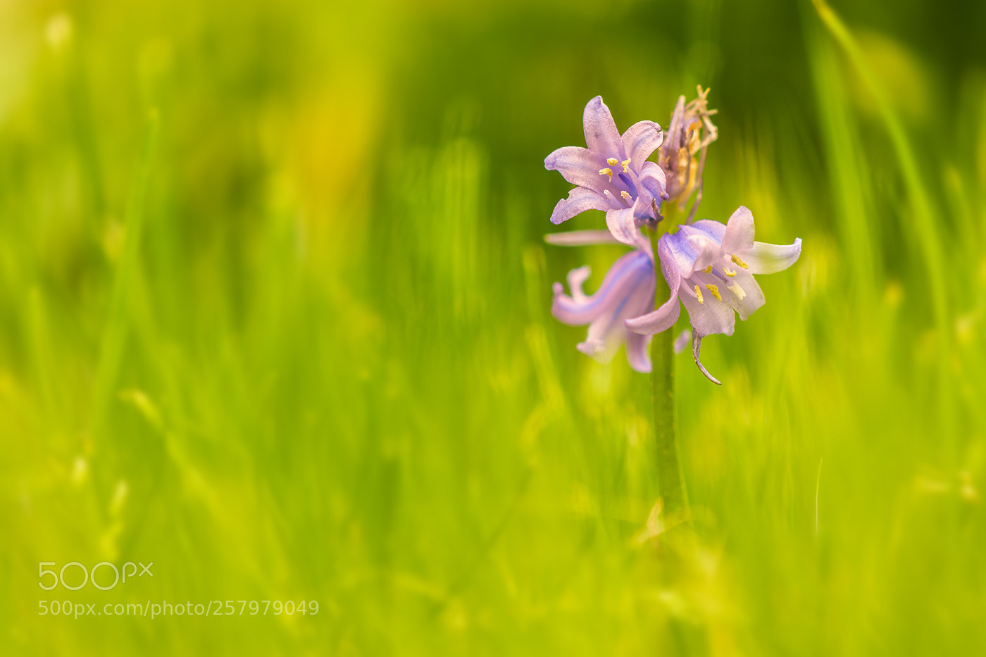 Nikon D7200 sample photo. Blümchen photography