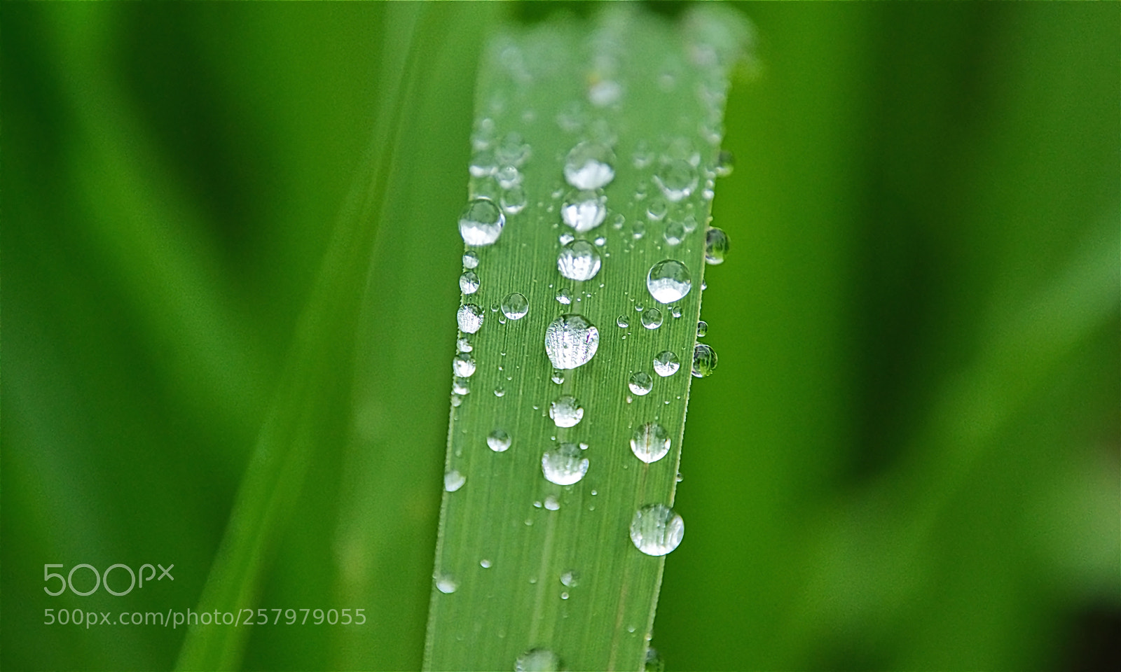 Nikon D7000 sample photo. After rain photography
