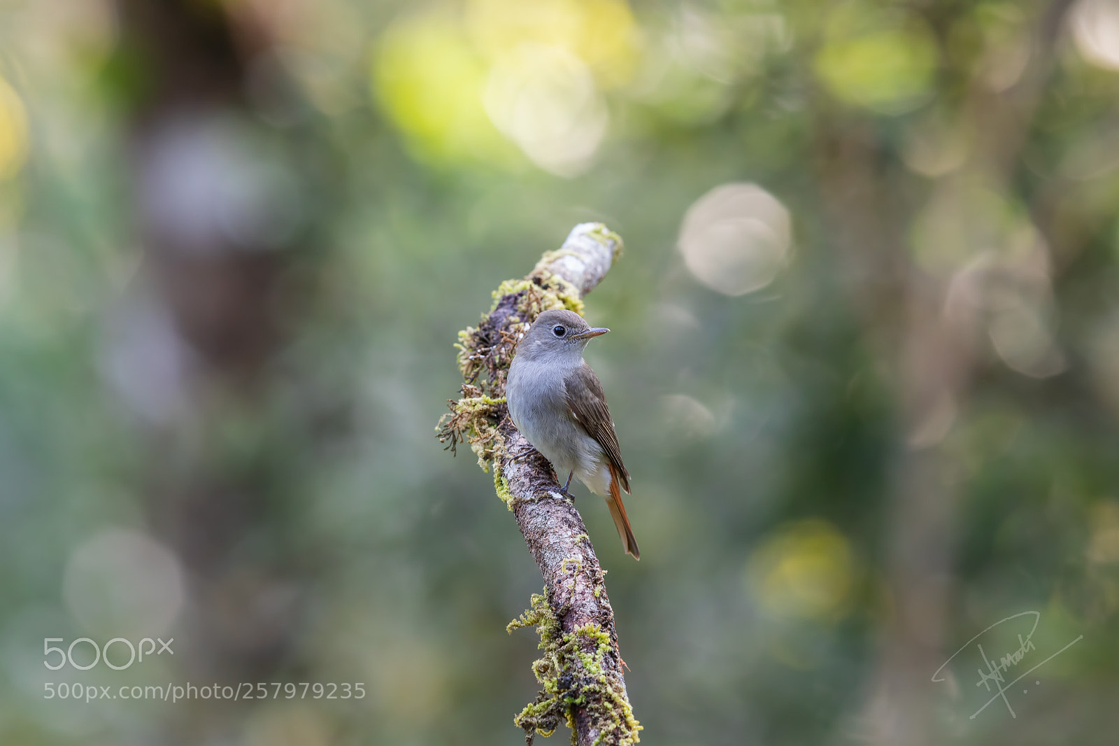 Canon EOS 5D Mark IV sample photo. Rusty-tailed flycatcher photography