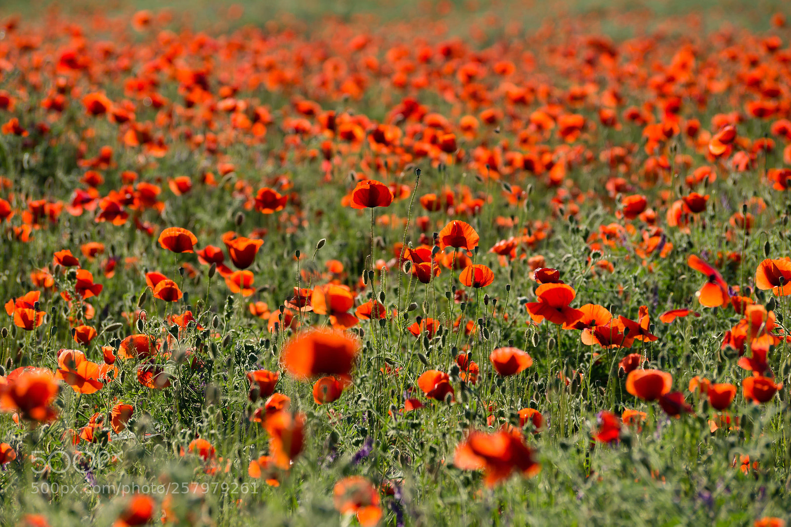 Sony SLT-A58 sample photo. Poppies photography