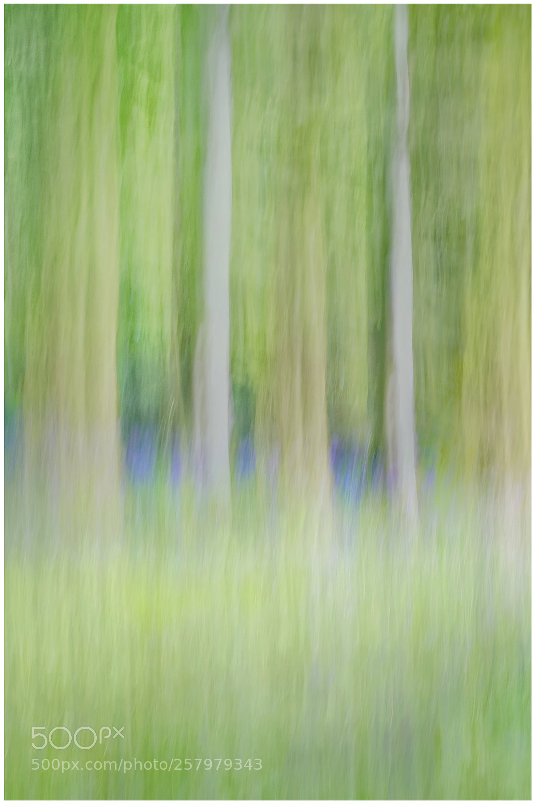Fujifilm X-T2 sample photo. Bluebell wood photography