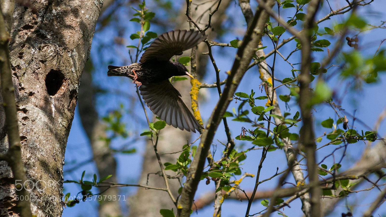 Nikon D300 sample photo. Starling photography
