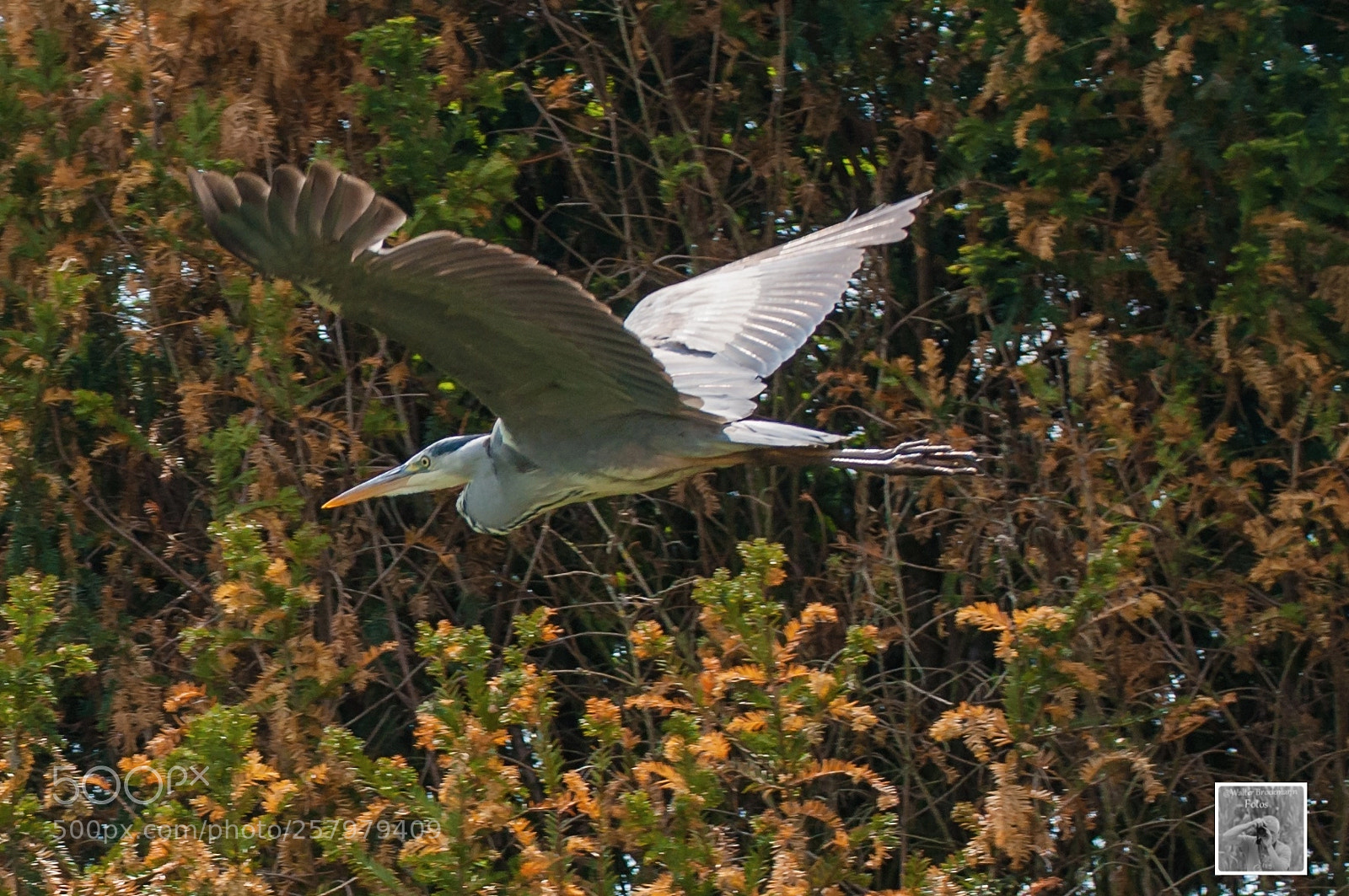 Nikon D5000 sample photo. Wasservögel/waterbyrd's photography