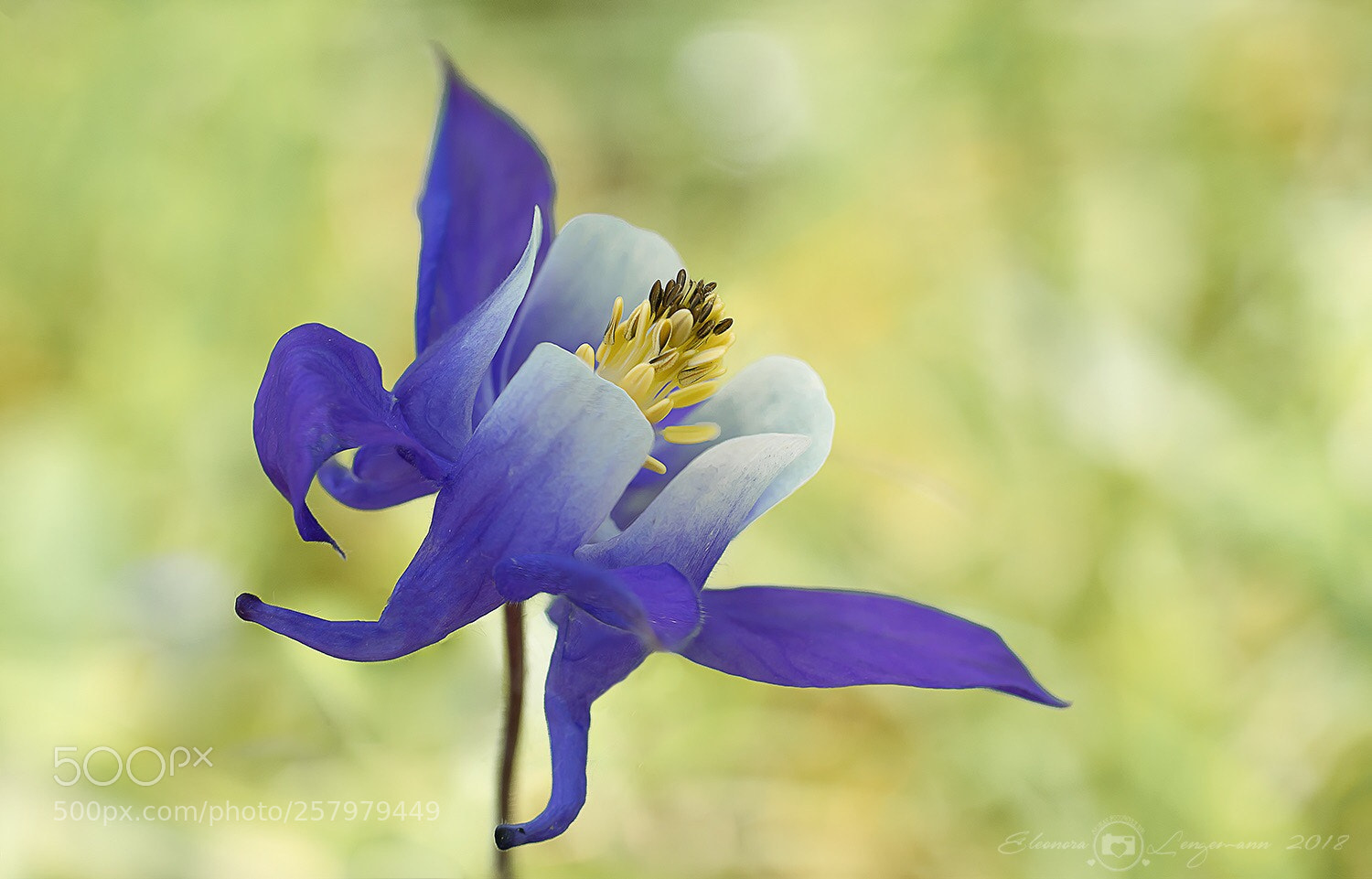 Sony a7 II sample photo. Aquilegia photography