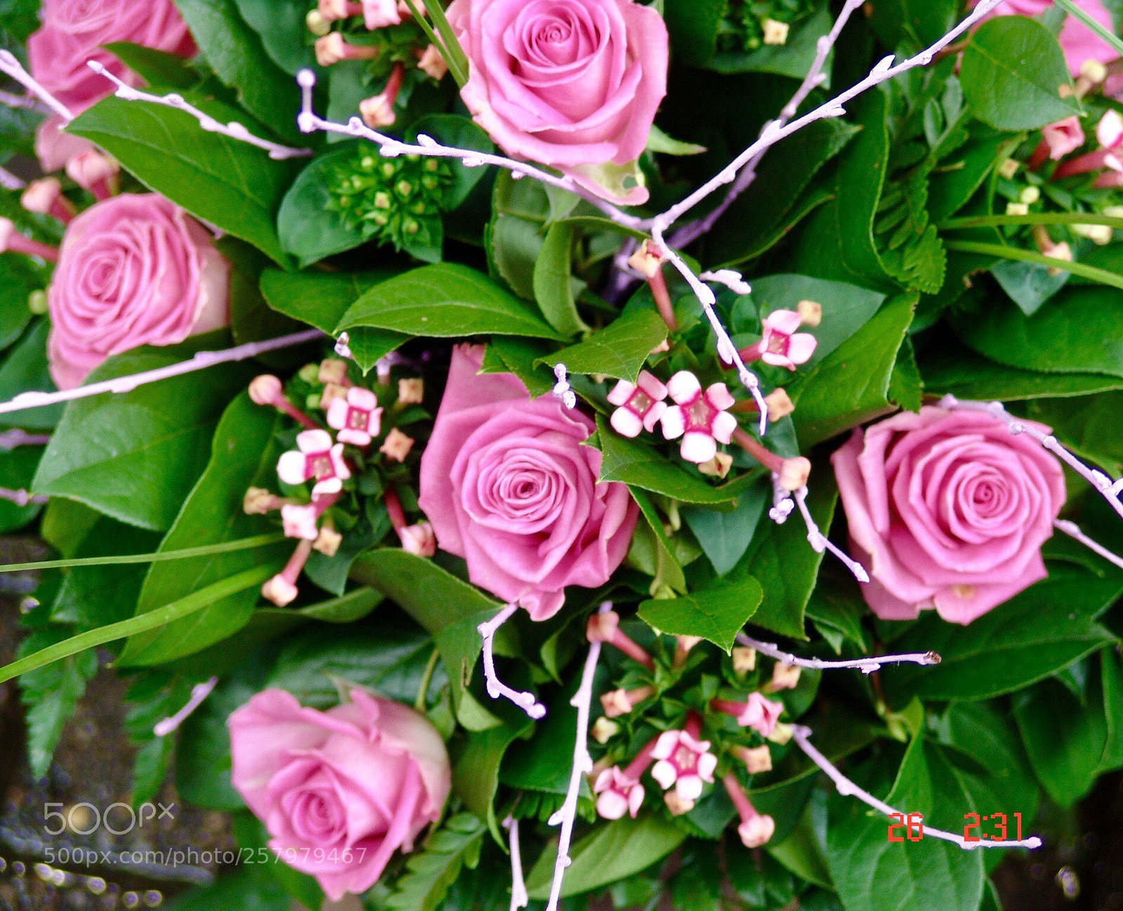 Sony DSC-F828 sample photo. Pink on green  photography