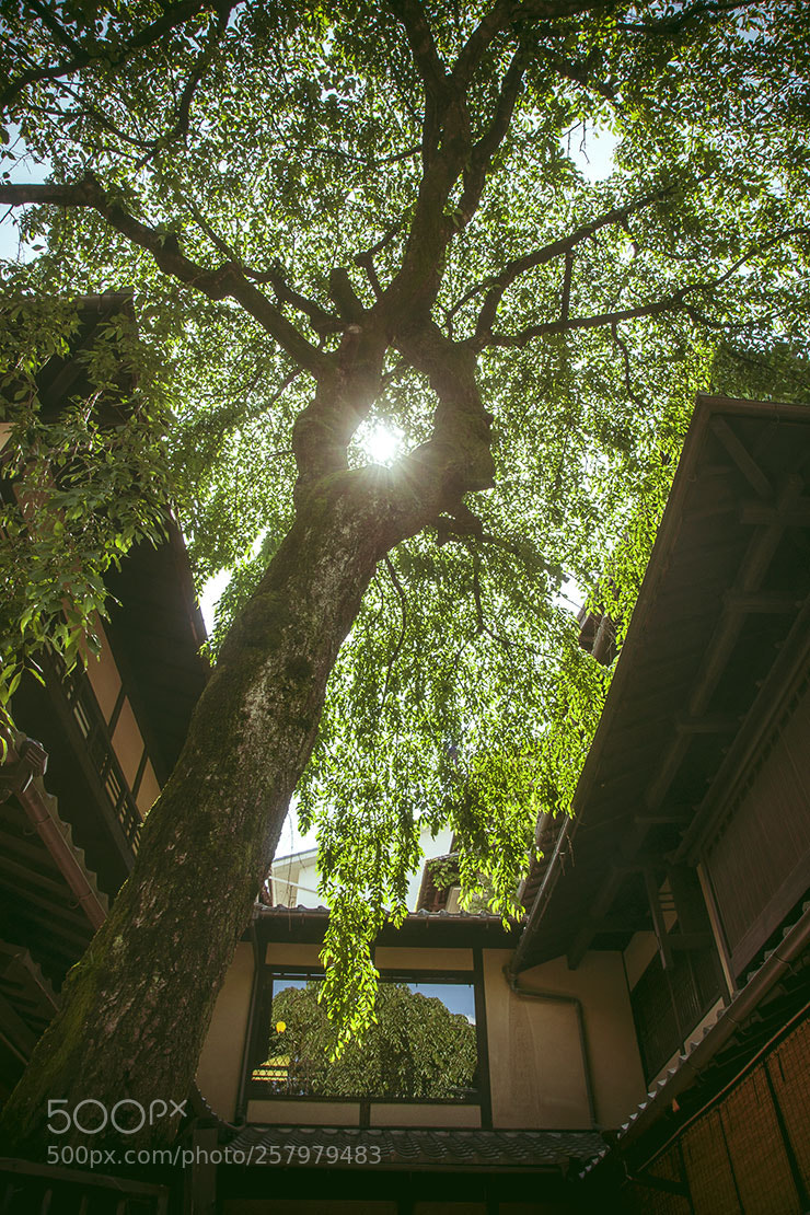 Sony Alpha DSLR-A700 sample photo. Untitled photography