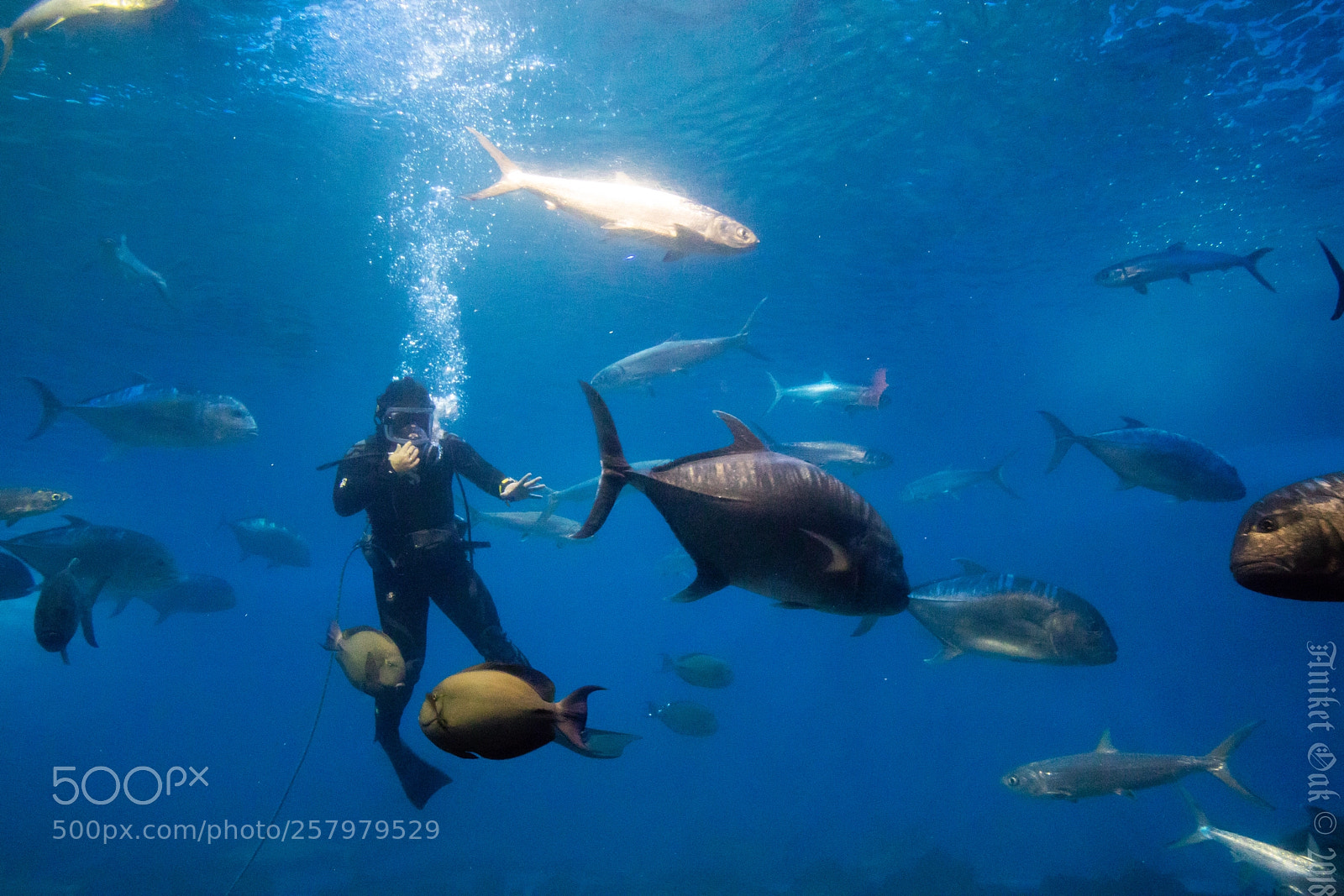 Canon EOS 5D Mark IV sample photo. Swimming with fish photography