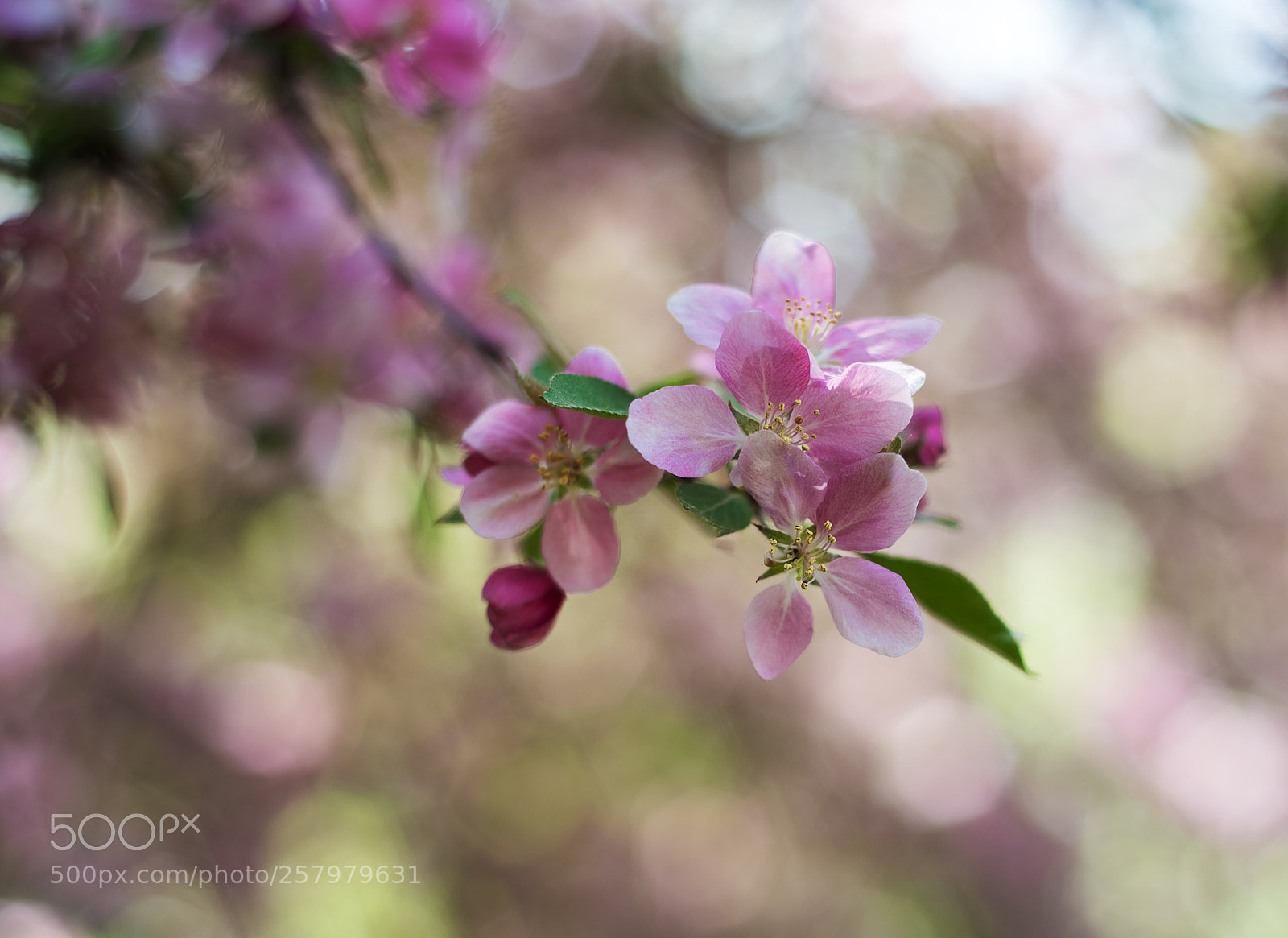 Nikon D750 sample photo. Spring pink blossom photography