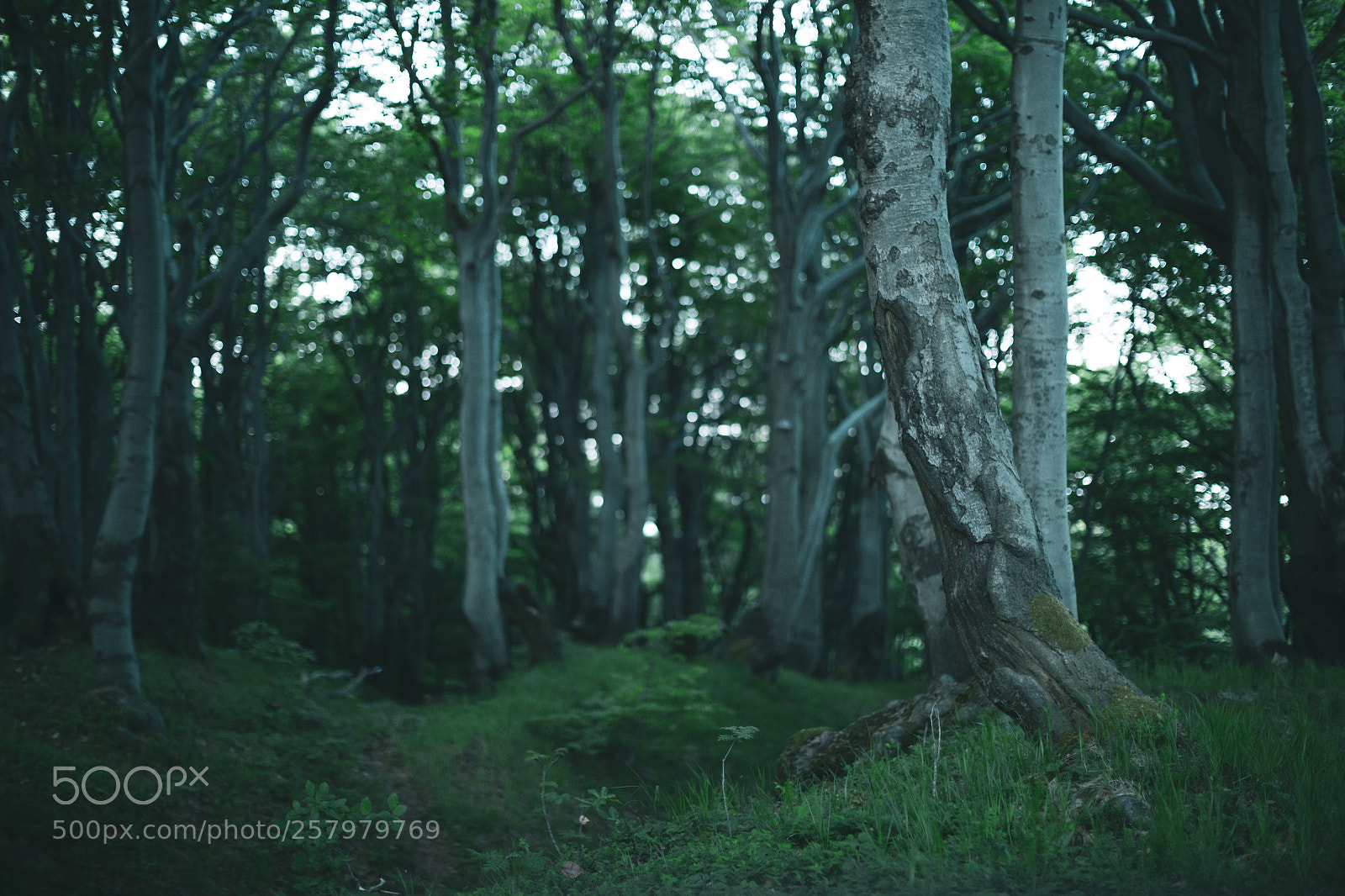 Canon EOS 6D sample photo. Morning photography