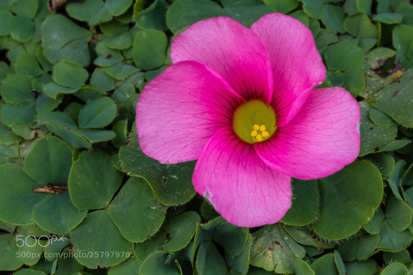 Canon EOS 60D sample photo. Oxalis purpurea photography