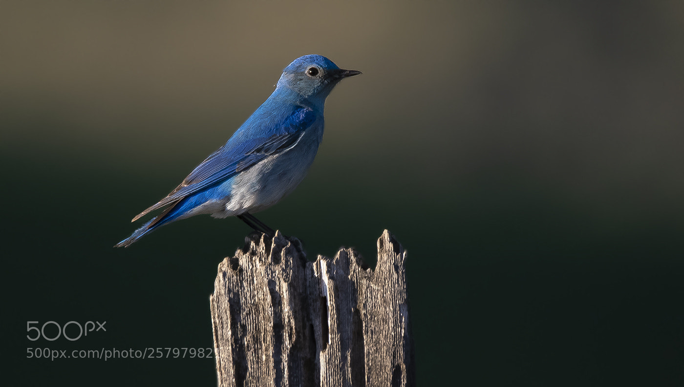 Nikon D500 sample photo. Mountain bluebird photography