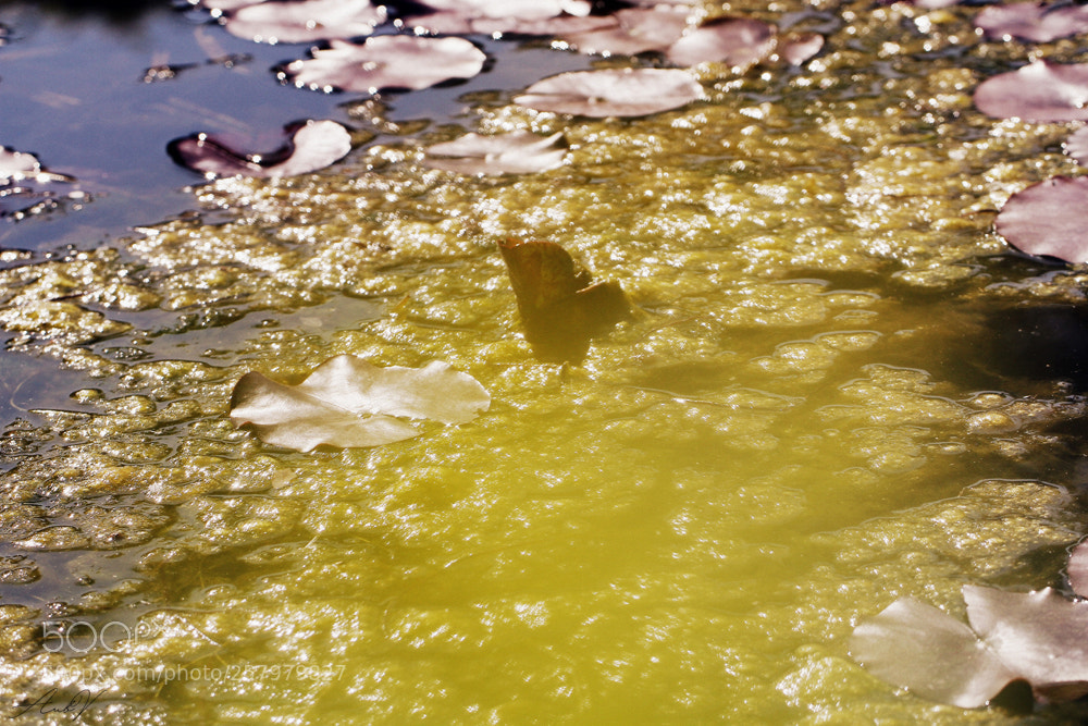 Canon EOS 7D sample photo. Waterlily photography