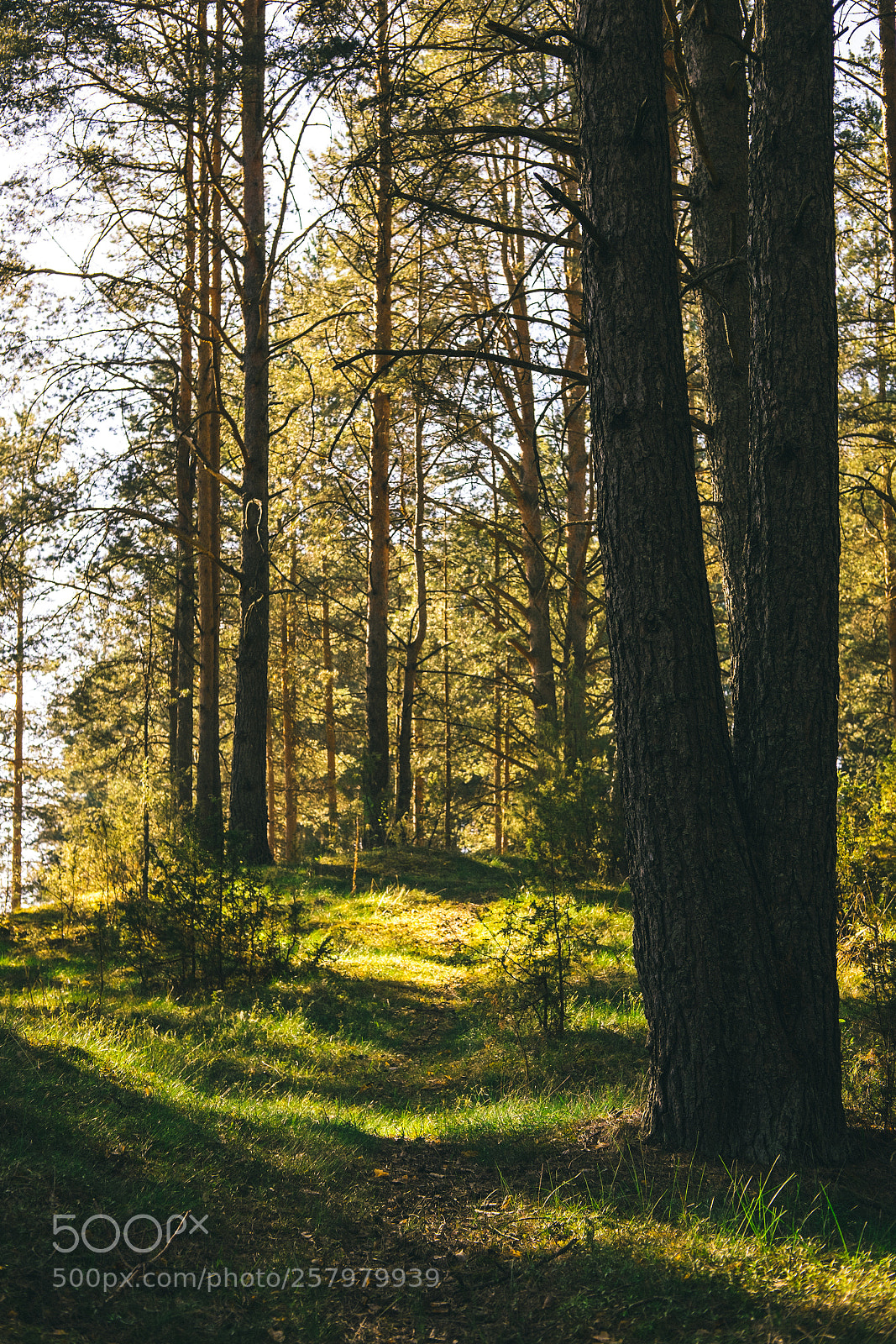 Fujifilm X-T1 sample photo. In the forest photography