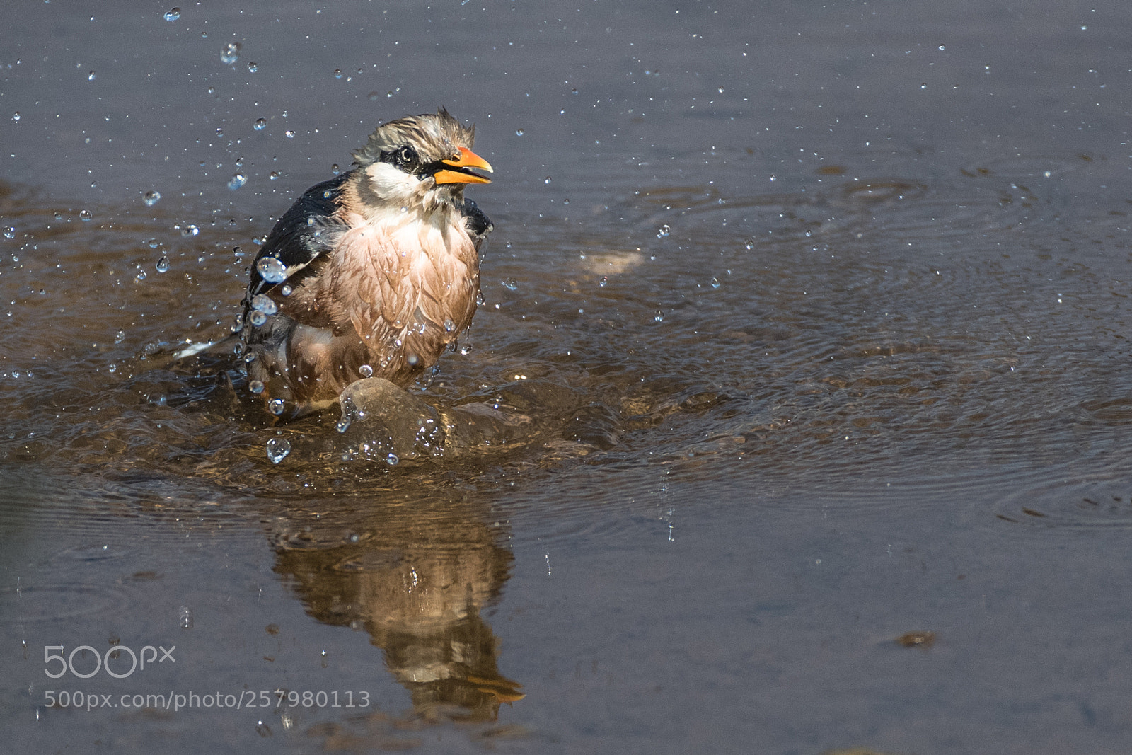 Nikon D850 sample photo. Clean starling photography