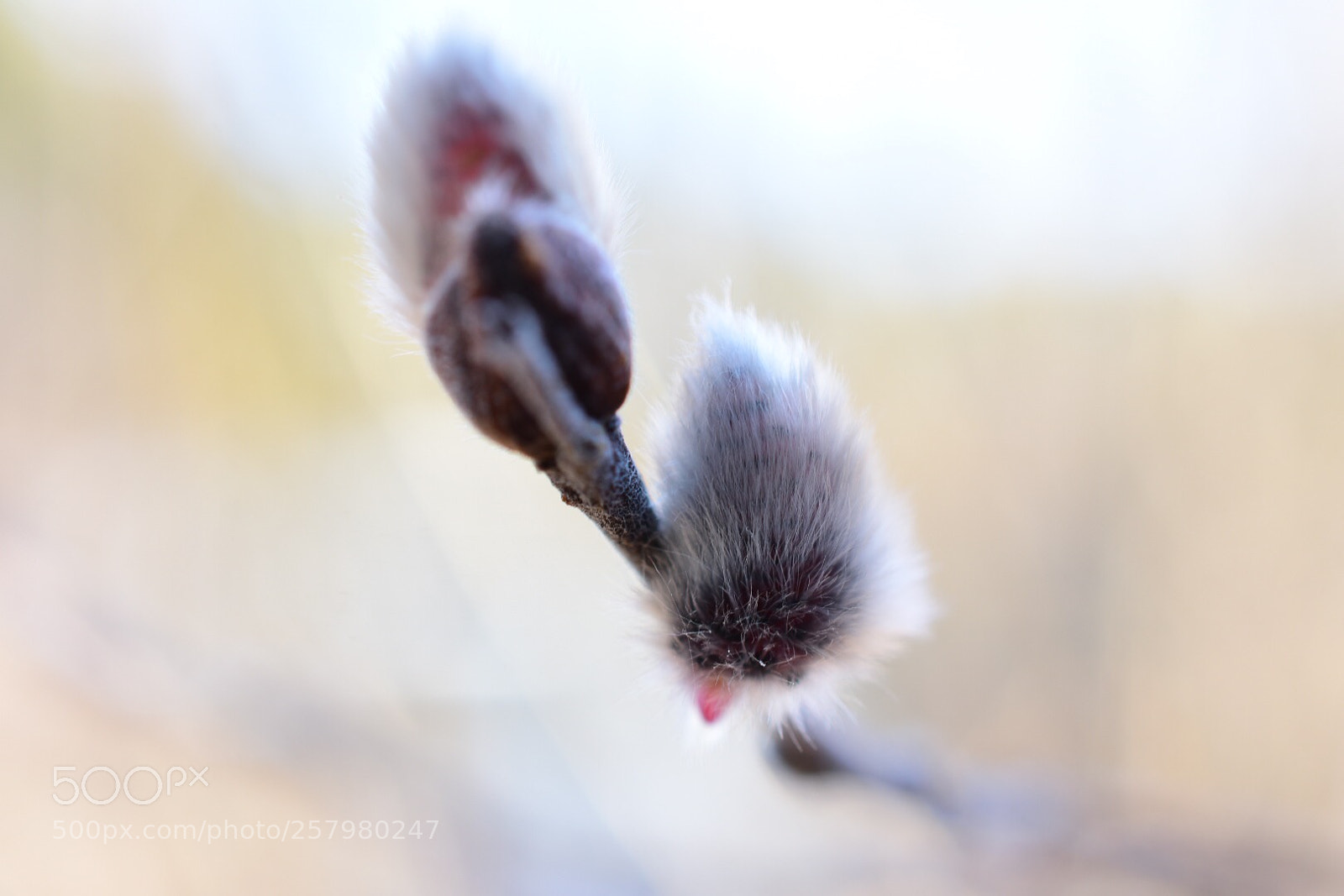Nikon D7200 sample photo. Winter is over. photography