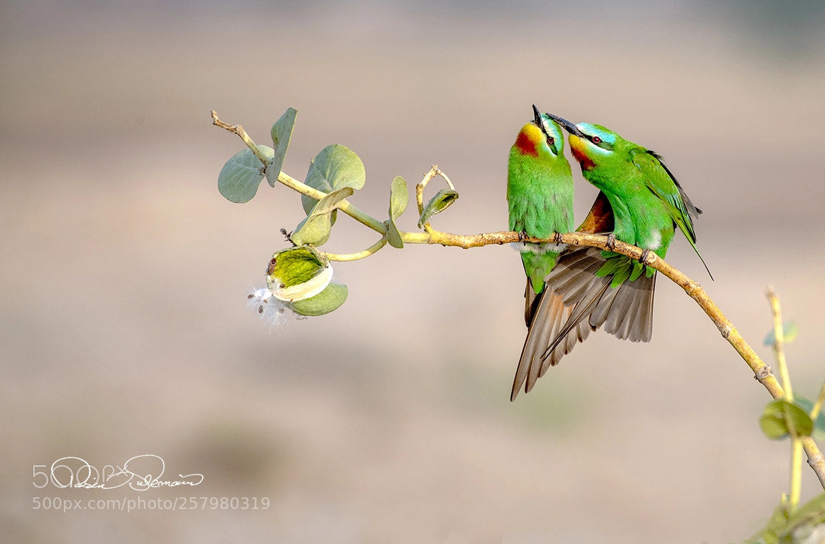 Nikon D850 sample photo. Nature is beautiful photography