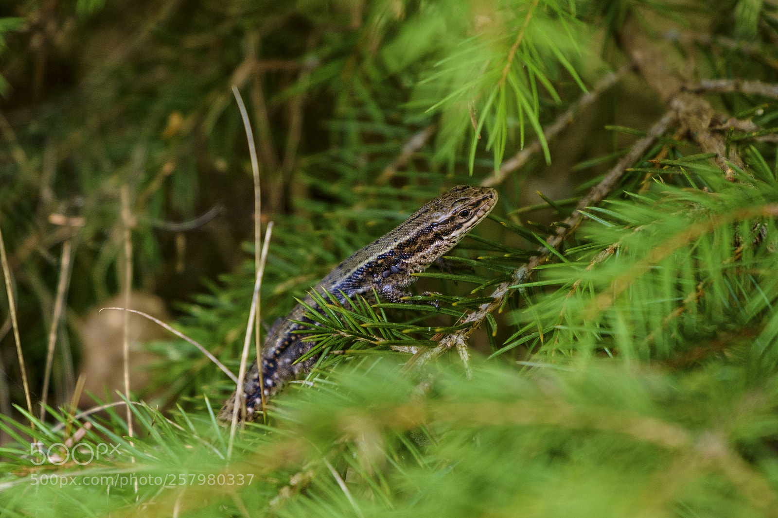 Fujifilm X-Pro1 sample photo. Lizard photography