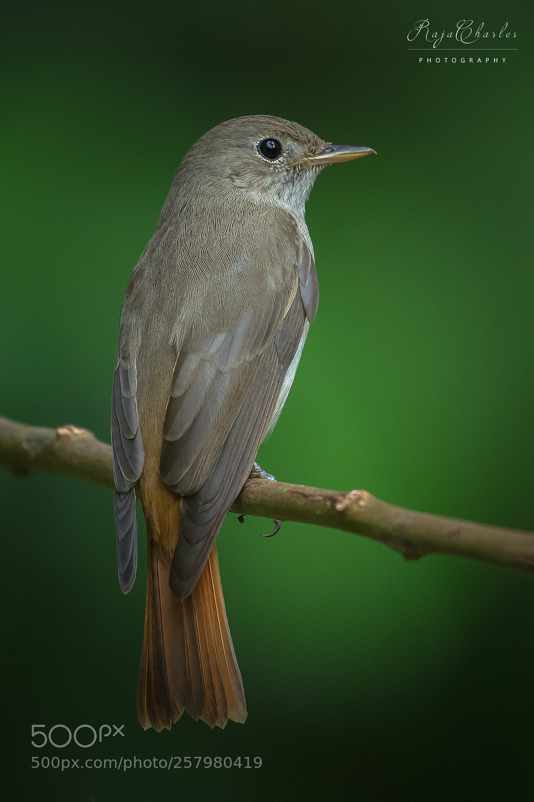 Nikon D810 sample photo. Rusty tailed flycatcher photography