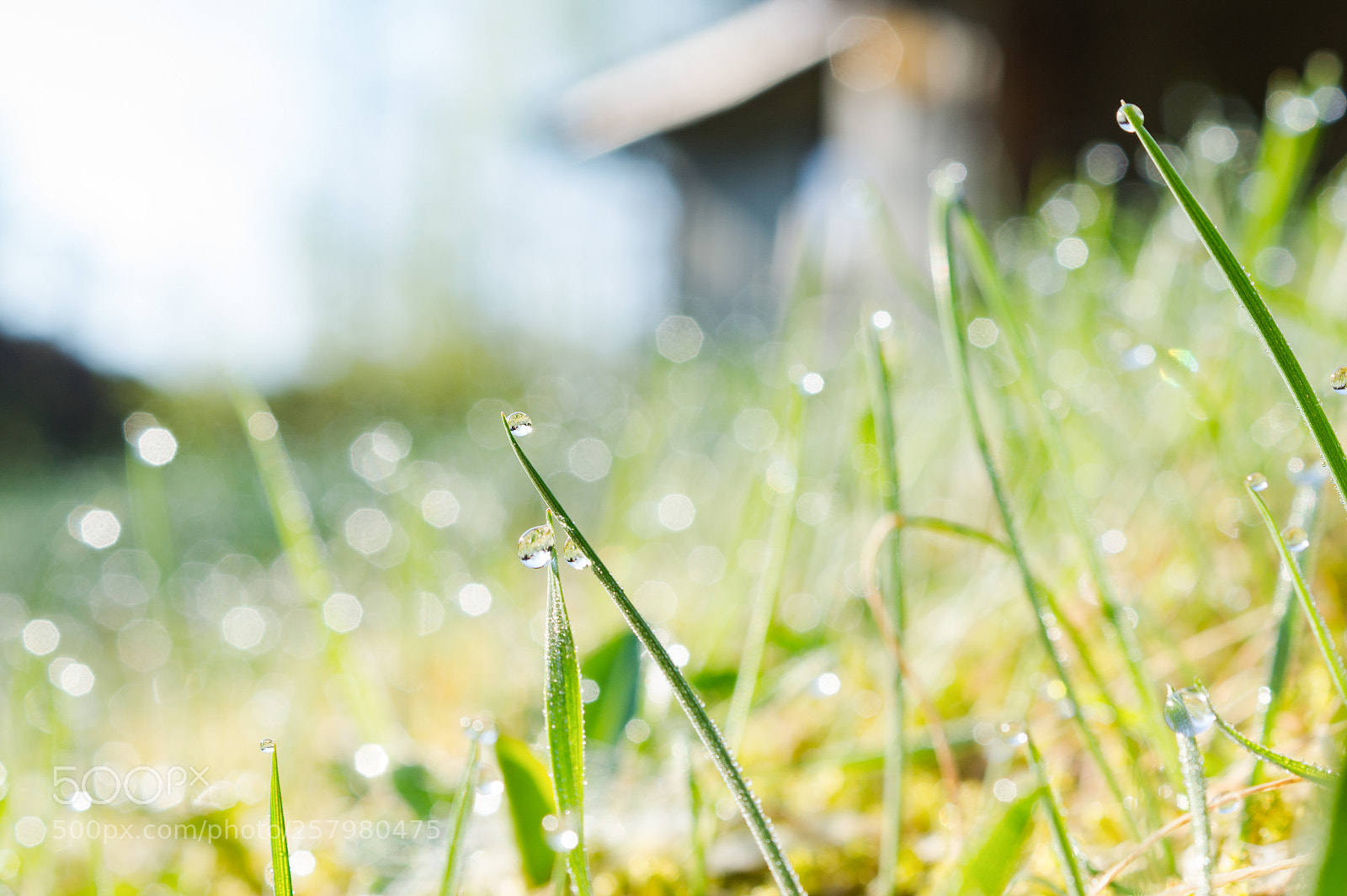 Sony SLT-A58 sample photo. Morning dew by the photography