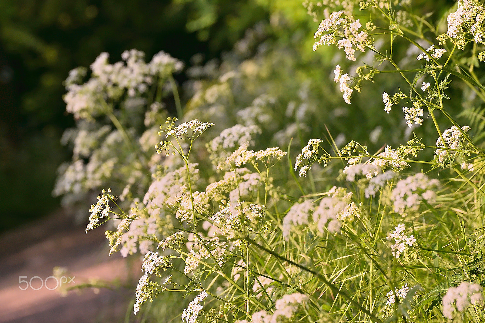 Nikon D5300 sample photo. Flowering cow parsley (anthriscus sylvestris) in spring nature near czech town of chabarovice photography