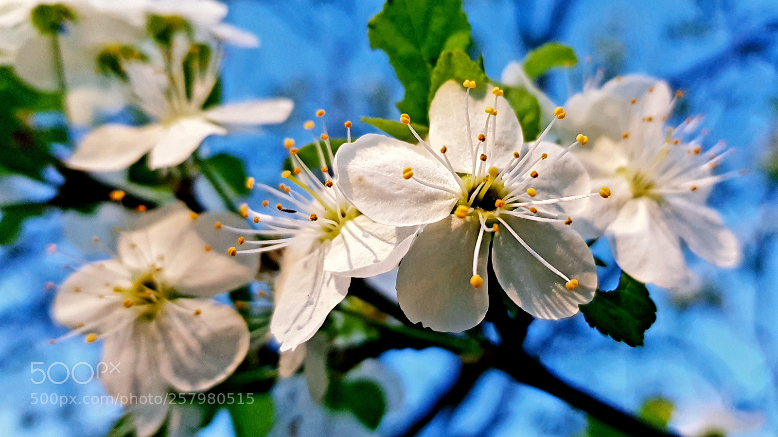 Samsung Galaxy S8+ sample photo. Flowering plum photography