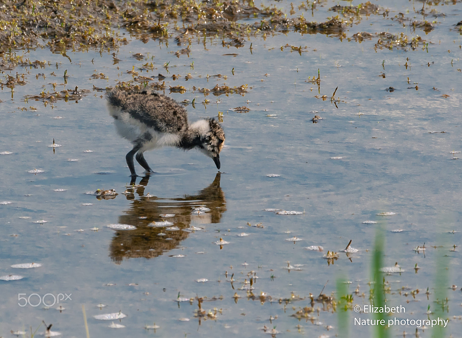 Nikon D500 sample photo. Very young northern lapwing photography