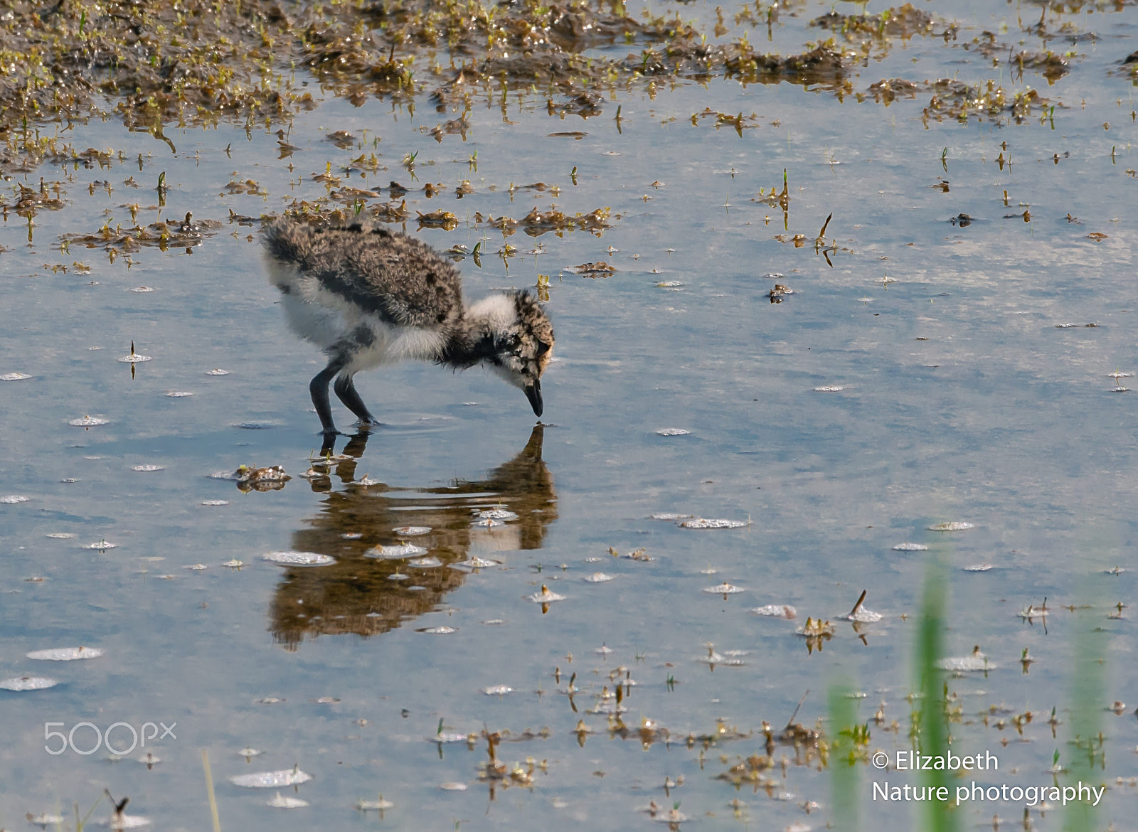 Nikon AF-S Nikkor 200-500mm F5.6E ED VR sample photo. Very young northern lapwing photography