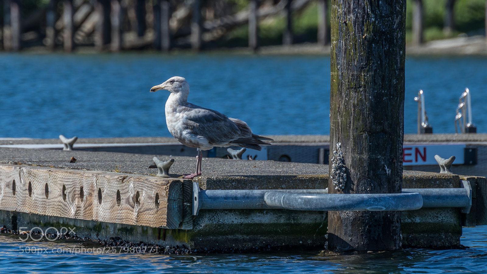 Canon EOS 80D sample photo. Seagull on dock photography