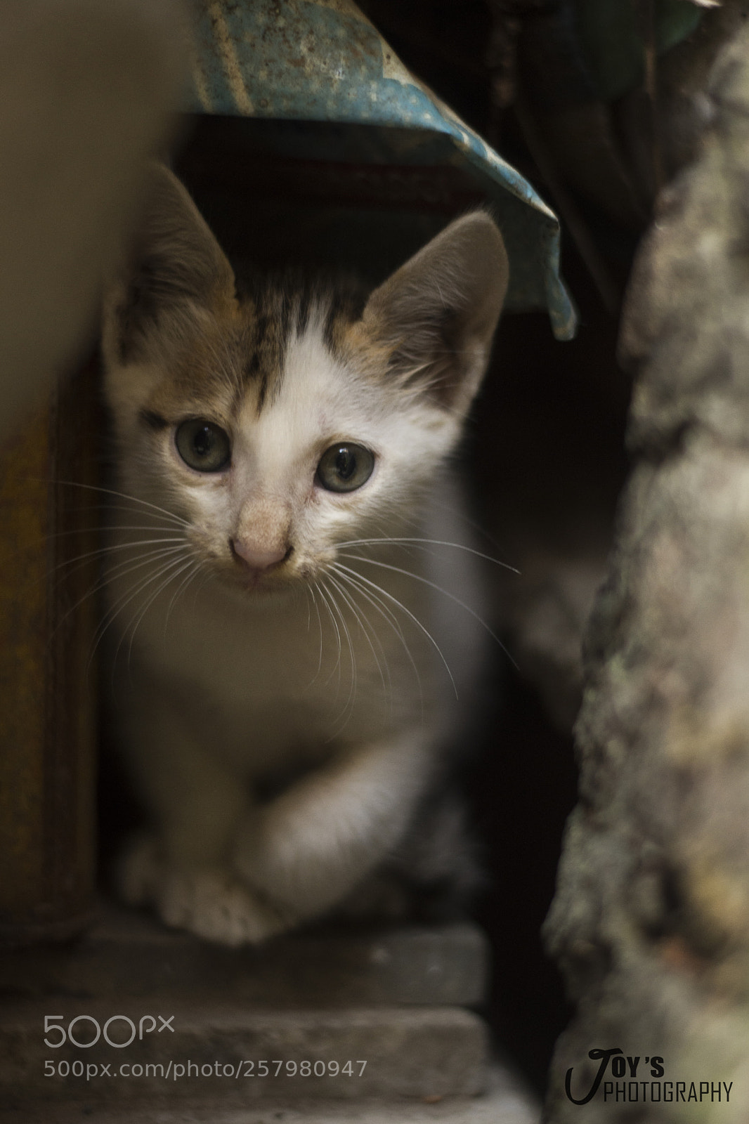 Nikon D7200 sample photo. Cat photography