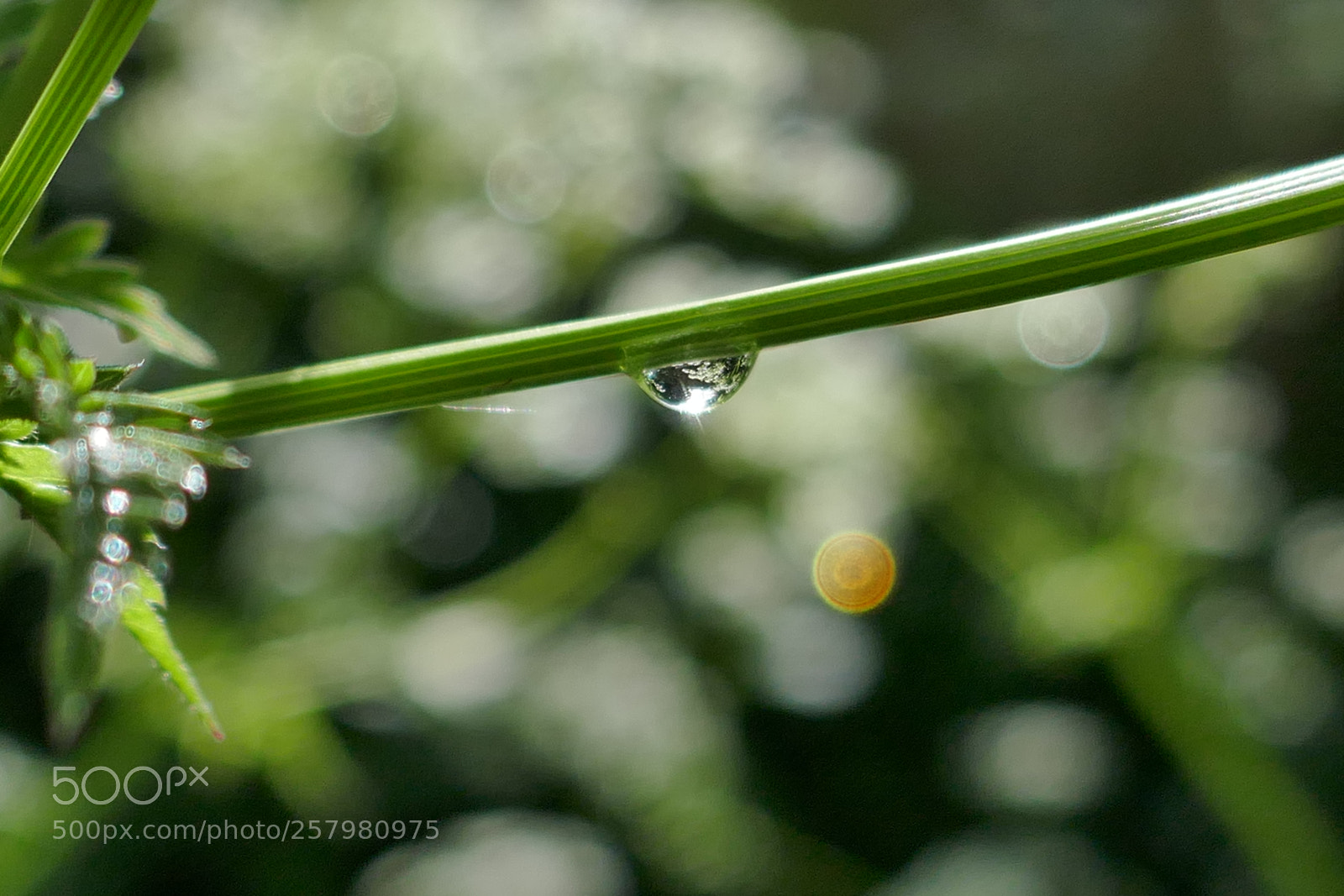 Panasonic Lumix DMC-ZS100 (Lumix DMC-TZ100) sample photo. Dew on a stem photography