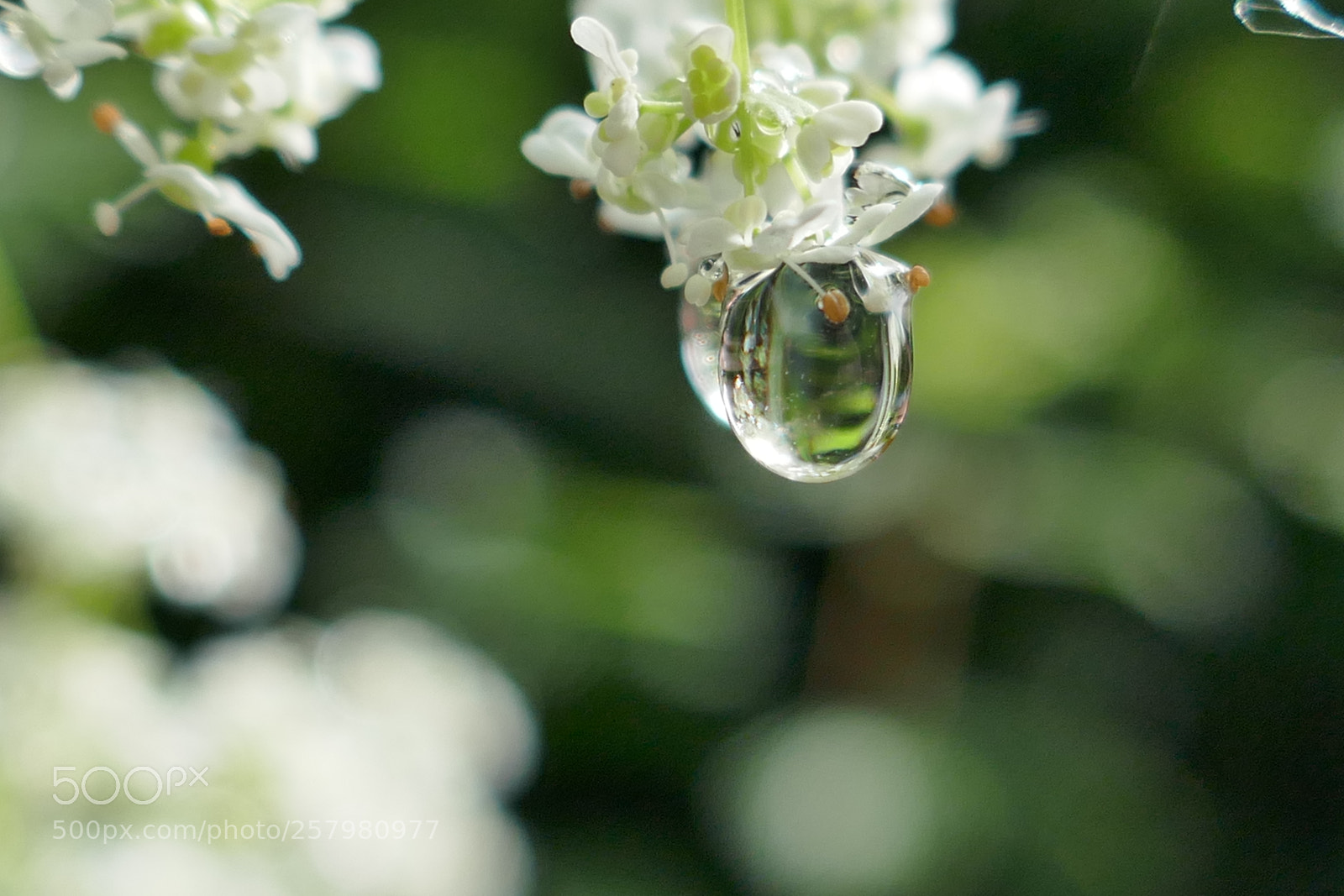 Panasonic Lumix DMC-ZS100 (Lumix DMC-TZ100) sample photo. Dew refelction photography