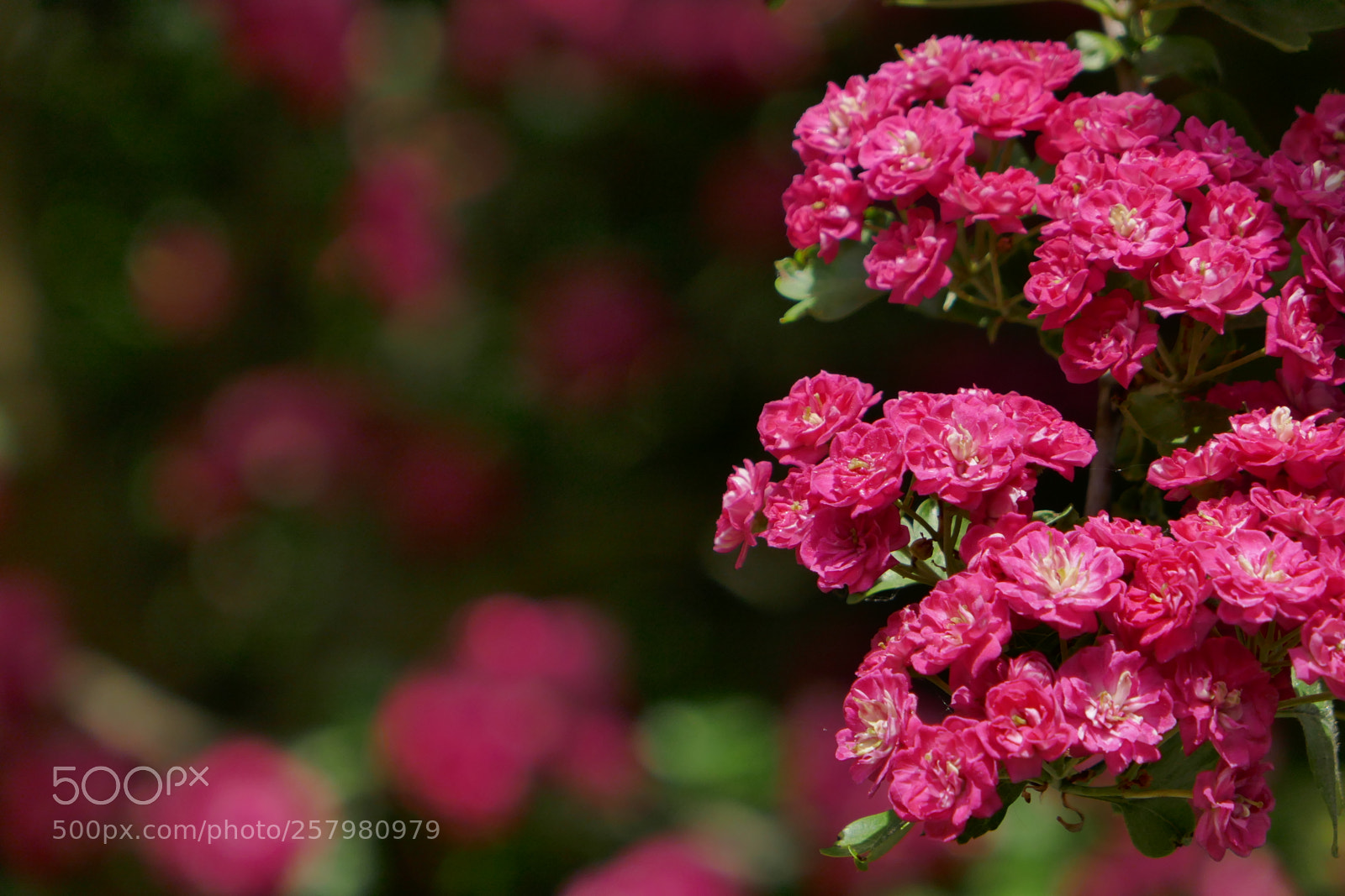 Panasonic Lumix DMC-ZS100 (Lumix DMC-TZ100) sample photo. Pink glory photography