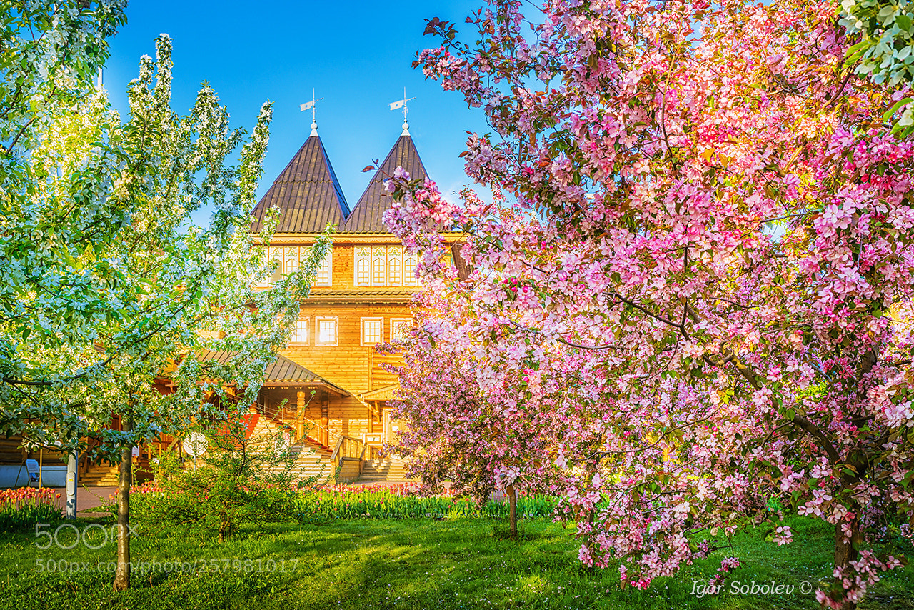 Sony a7R sample photo. Spring in kolomenskoye photography