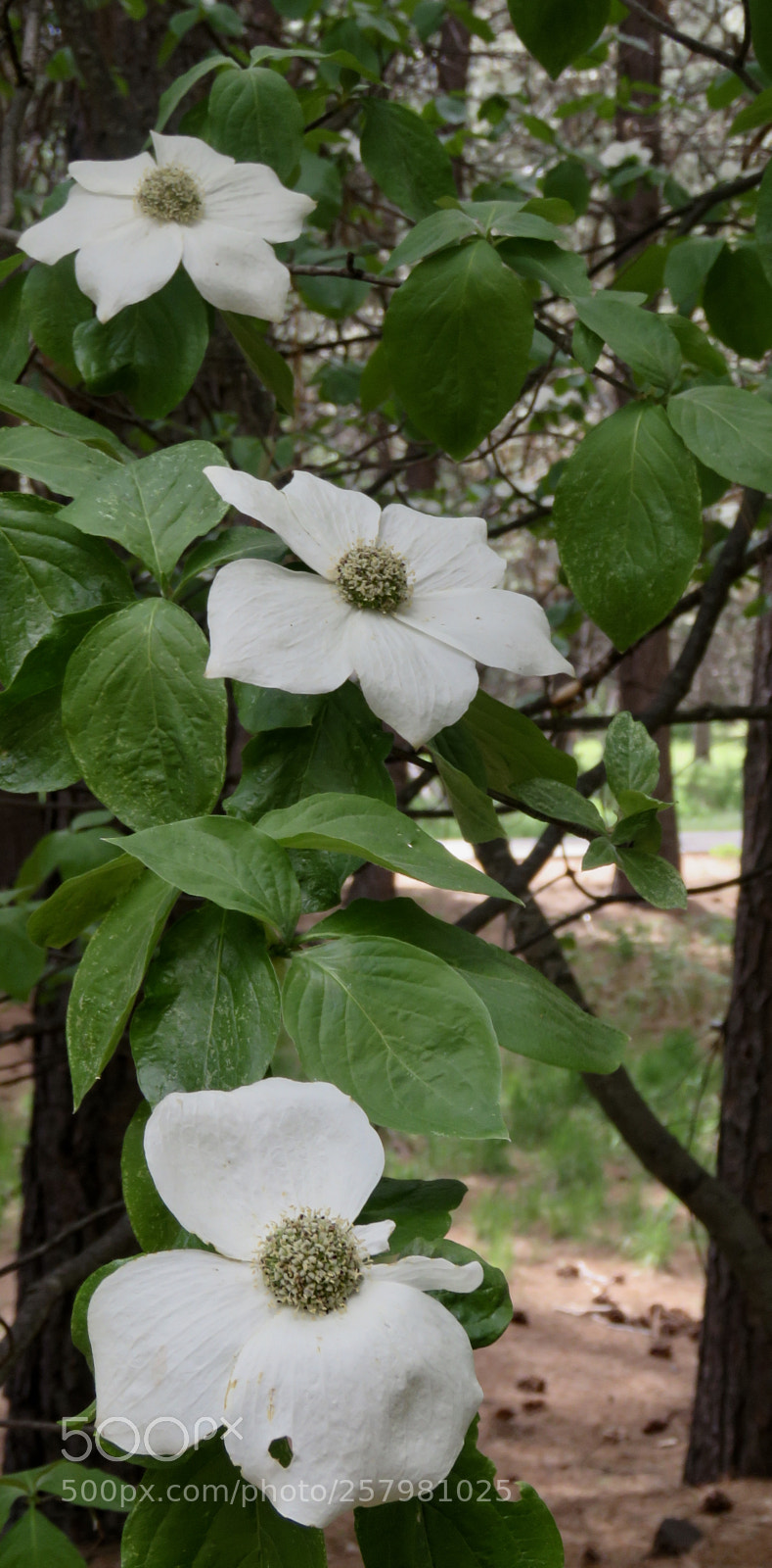 Canon PowerShot SX60 HS sample photo. Dogwood trio photography