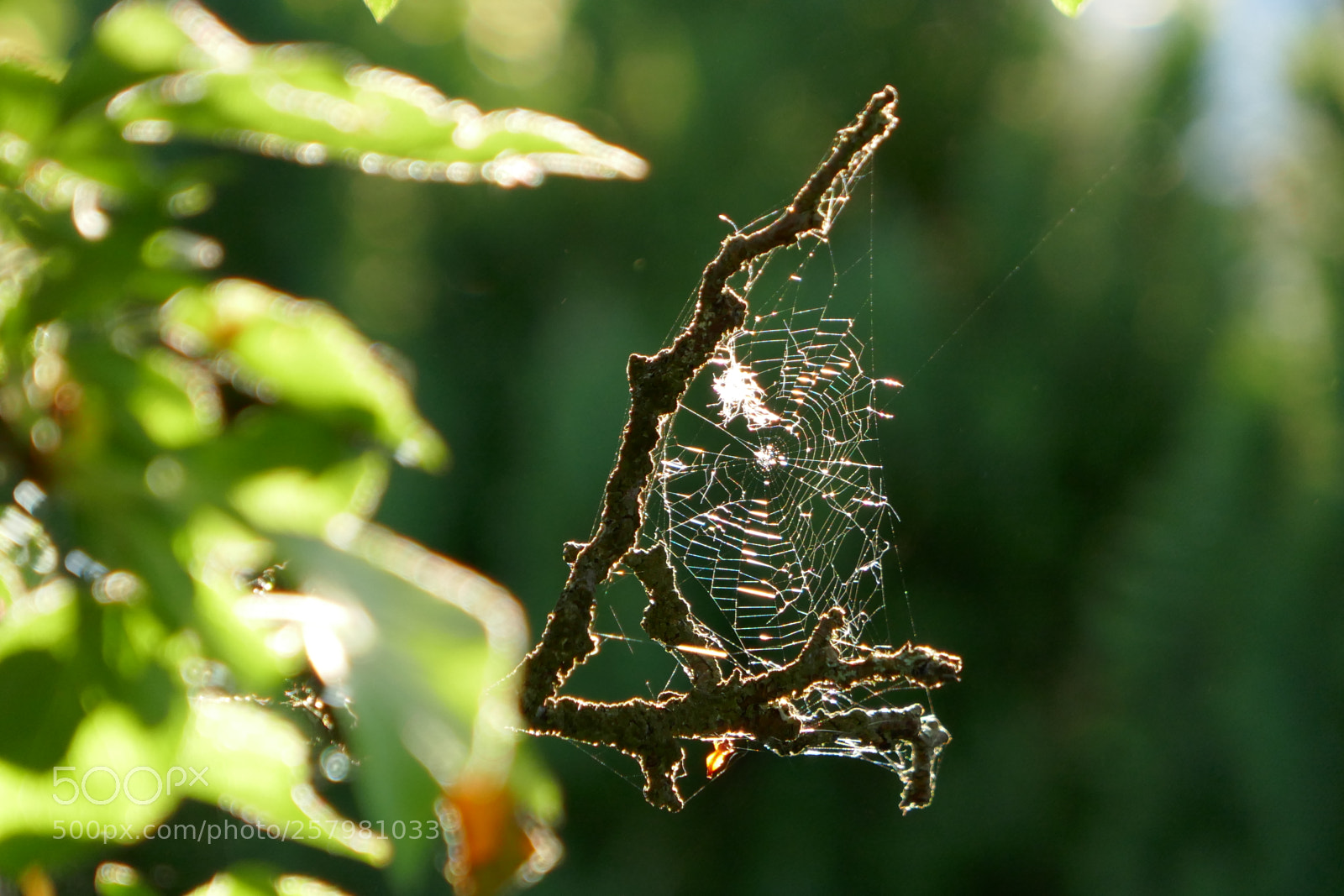 Panasonic Lumix DMC-ZS100 (Lumix DMC-TZ100) sample photo. Spider's web in the photography