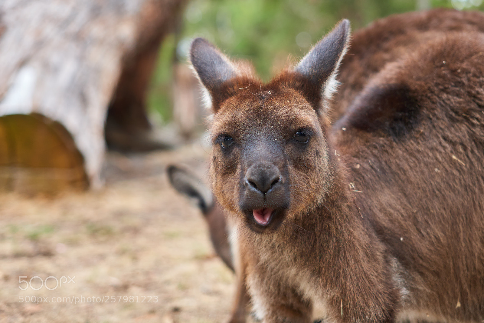 Panasonic Lumix DC-G9 sample photo. Kangaroo photography