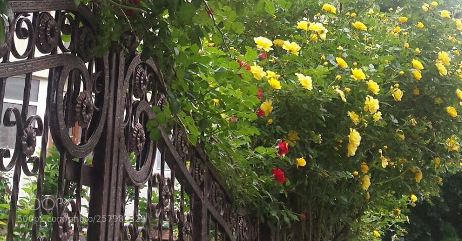 Samsung Galaxy S4 sample photo. Untitled photography