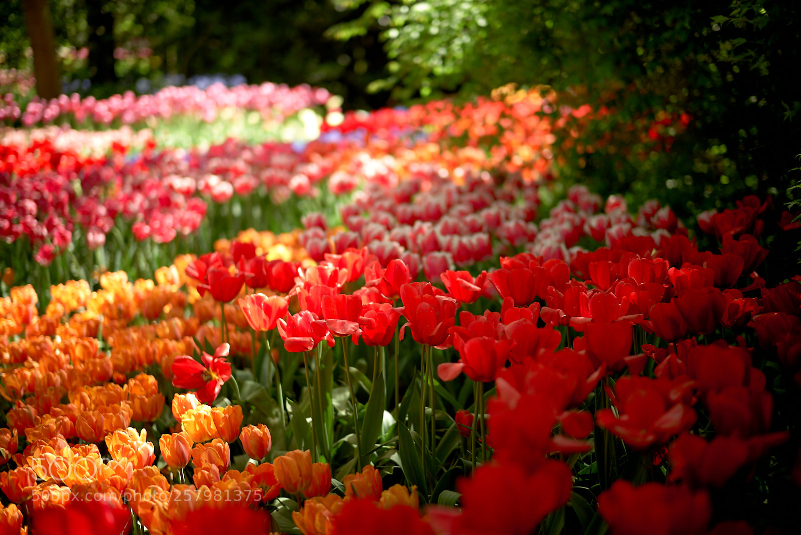 Leica M (Typ 240) sample photo. Tulips dream photography