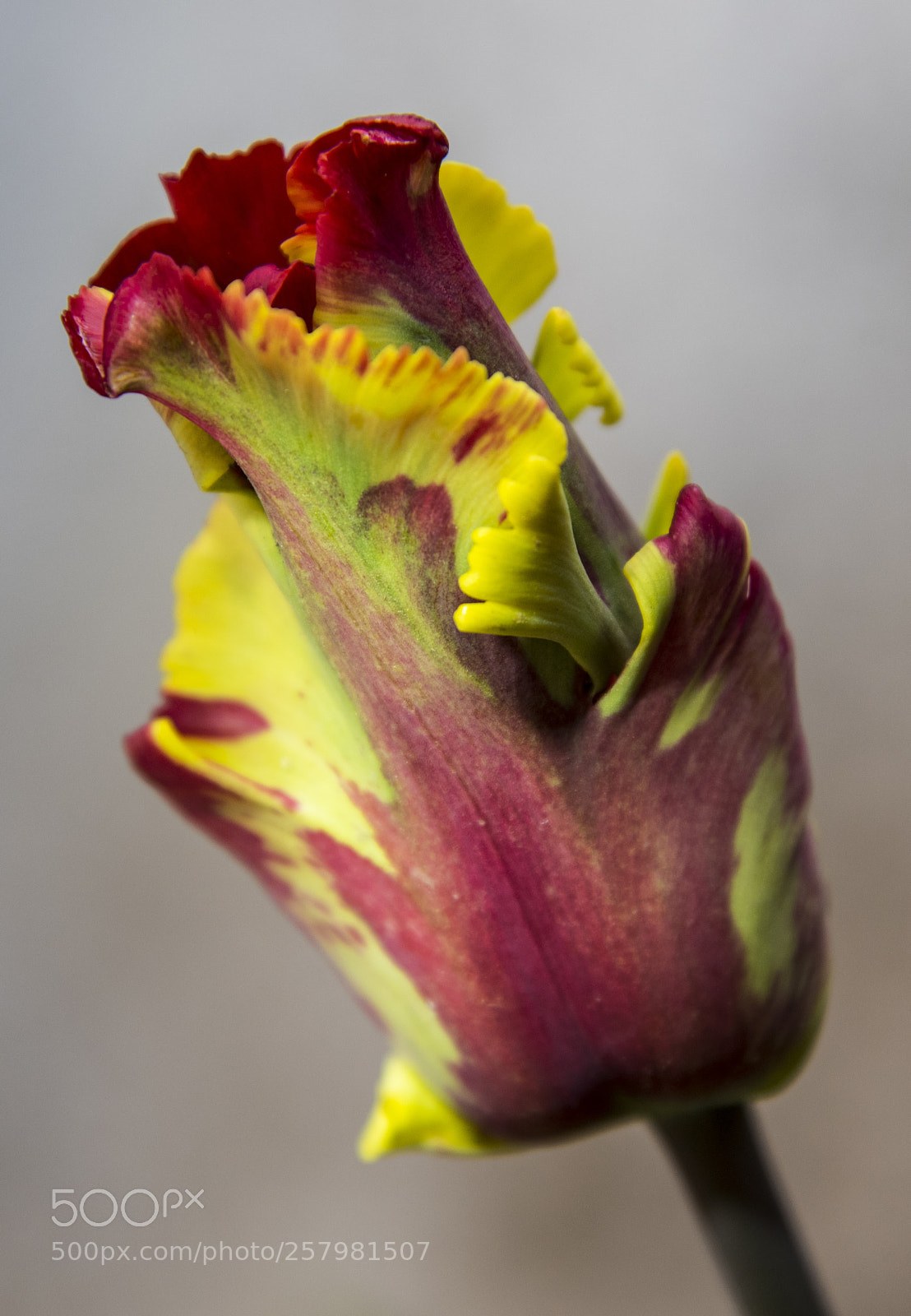 Nikon D750 sample photo. Red&yellow tulip photography