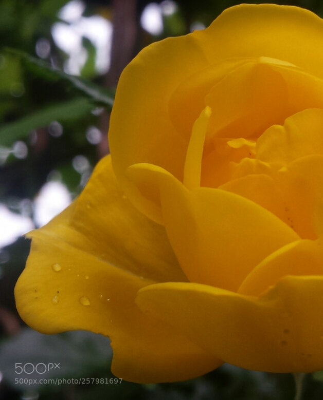 Samsung Galaxy S4 sample photo. Untitled photography