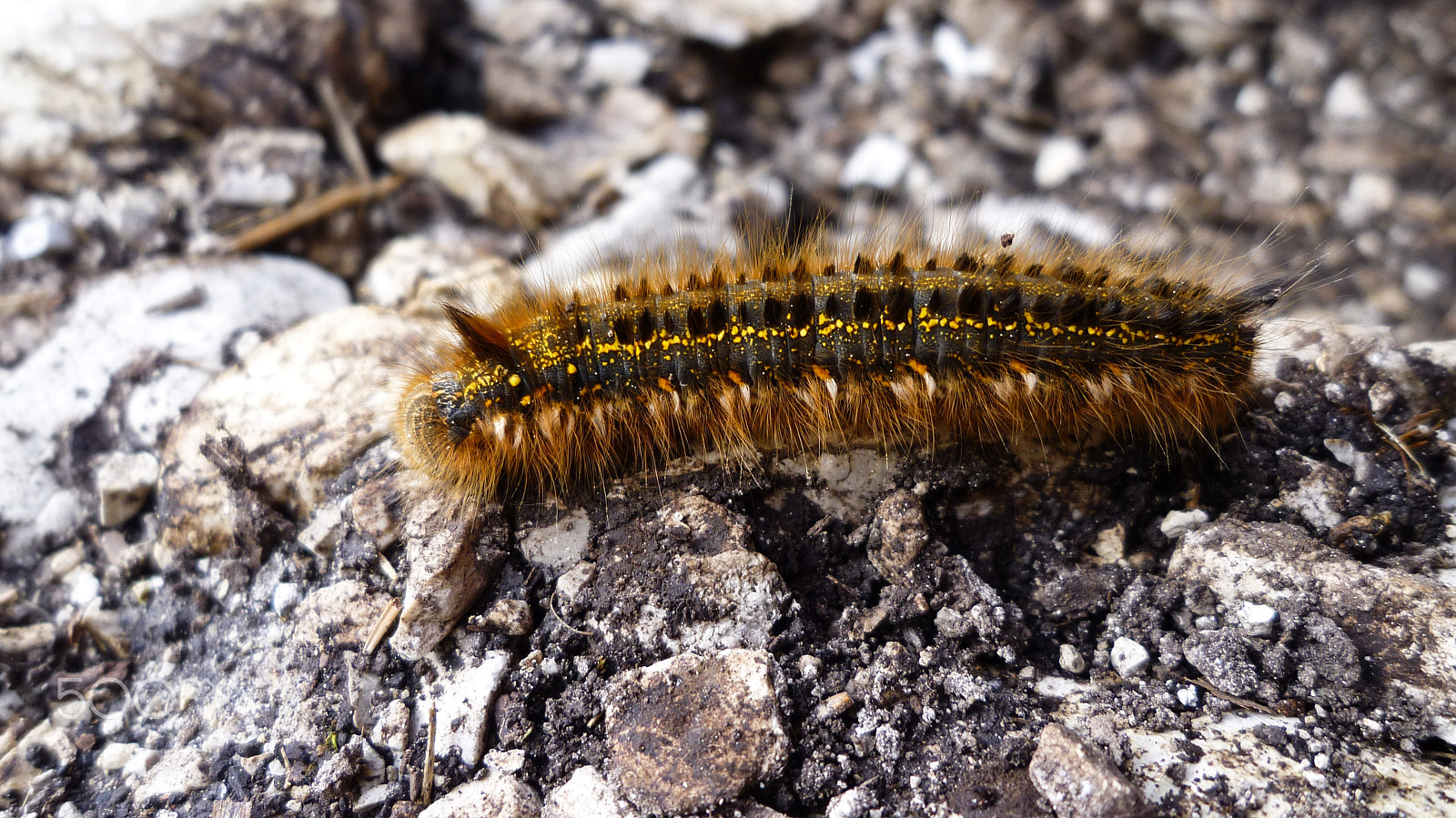 Panasonic DMC-FX60 sample photo. View of earthworm. photography