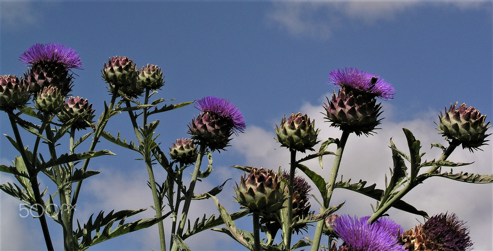Olympus C5050Z sample photo. Macro shot of purple flowers. photography