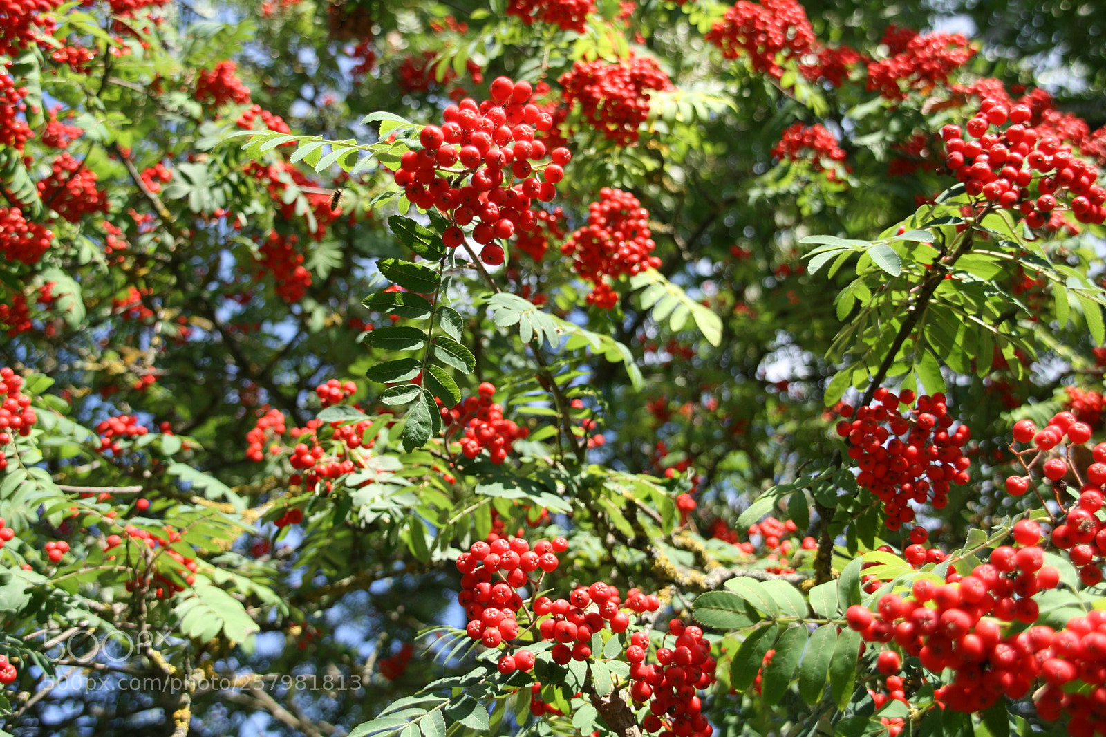 Canon EOS 400D (EOS Digital Rebel XTi / EOS Kiss Digital X) sample photo. View of red cherries photography